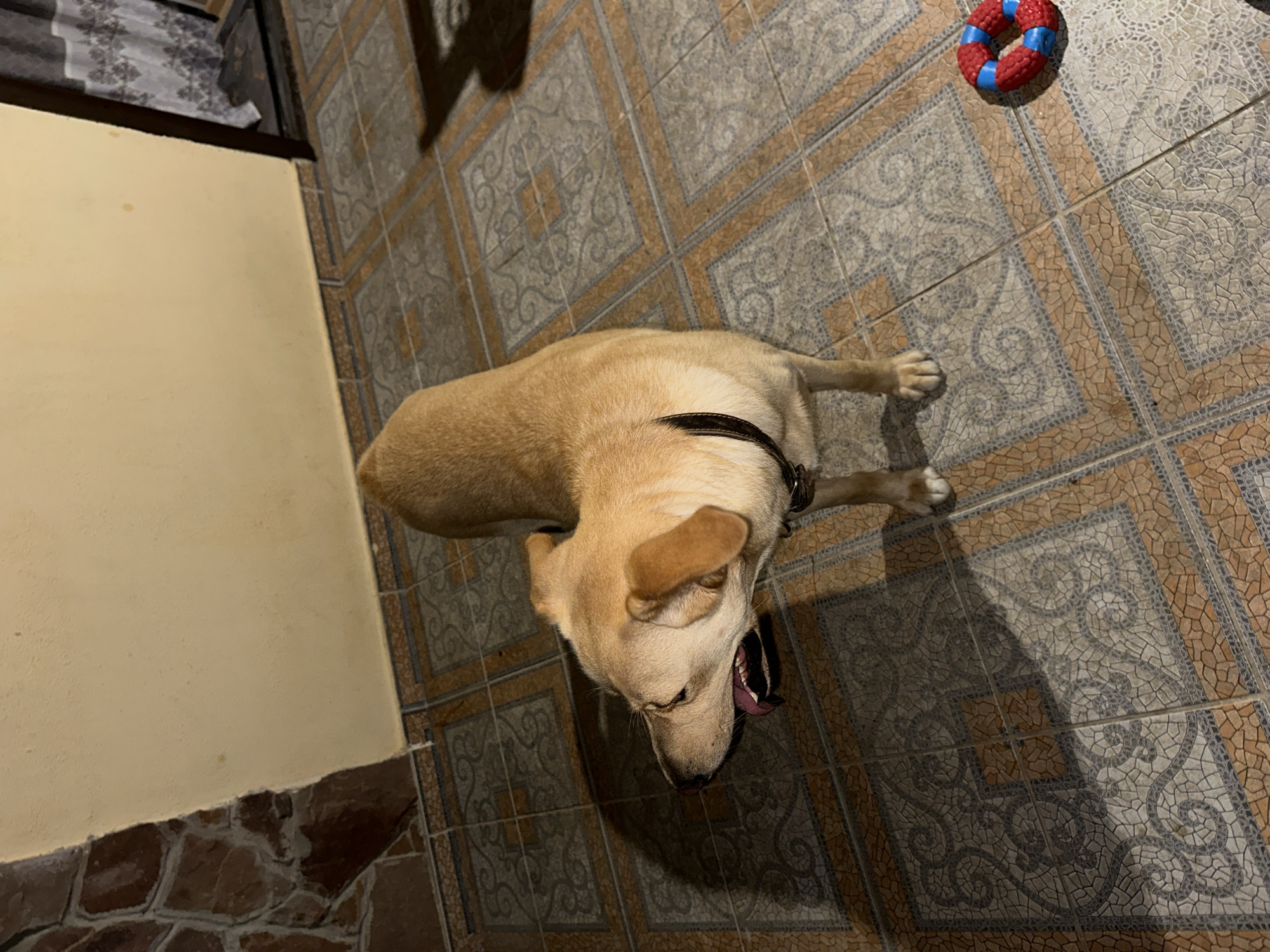 A medium-sized, light brown dog with its mouth open is standing on a tiled floor. The dog is facing left and its tongue is visible. It is wearing a dark collar. To the right of the dog, there is a red and blue ring-shaped toy. The floor is made of square tiles with a patterned design. In the background, there is a wall with a stone section on the left and a light-colored section on the right. To the far right, a curtain is visible in a doorway. The lighting suggests it is either evening or indoors. There is no indication of the image being located in Sochi, Russia.