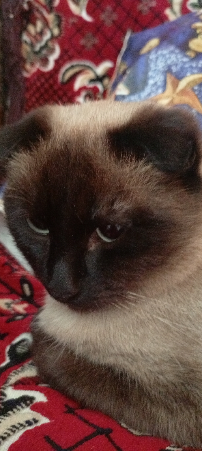 The image captures a close-up view of a colorpoint domestic cat, positioned in an indoor setting within Красный Маяк, Russia. The cat presents with a dark brown facial mask, ears, and forehead, transitioning to a lighter tan or cream coloration on its cheeks, neck, and chest. Its eyes are light greenish-blue and appear to be looking downwards and slightly to the viewer's right. The animal is resting on a textured red fabric, likely a rug or blanket, adorned with intricate beige, gold, and dark patterned motifs. Partially visible behind the cat, to its upper right, is a blurred blue fabric featuring yellow or gold star-like patterns. No human individuals are present, and no specific actions beyond the cat's resting posture are discernible.