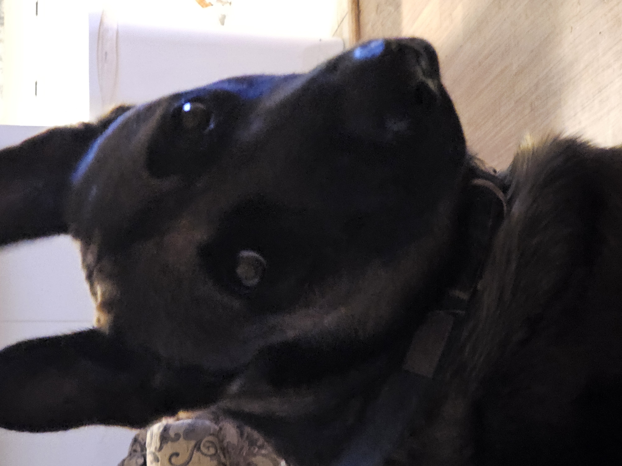 This is a close-up, waist-up portrait of a dark-colored German Shepherd dog. The dog is looking to its right, with its ears erect. The dog's fur appears to be brindle. The background is blurred, but a wall and what appears to be a white trash can are visible. The dog is indoors, with a wooden floor. No specific location in Amarillo, United States of America can be determined from the image.
