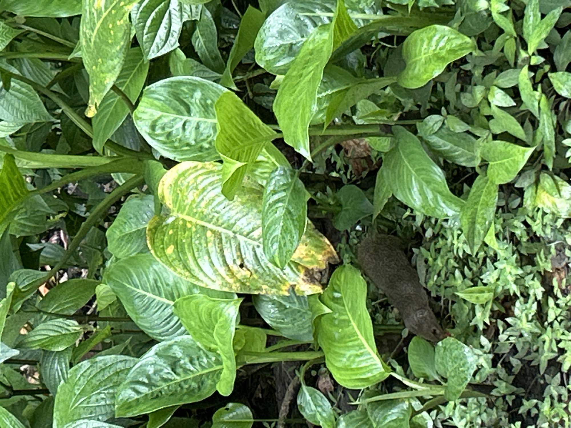 The image shows a dense patch of greenery. Various types of green plants, including large broad leaves and smaller, bushier growth, fill the frame. Located in the lower right quadrant of the image a brown rodent is visible among the foliage. The photograph was taken in Petit-Bourg, France.