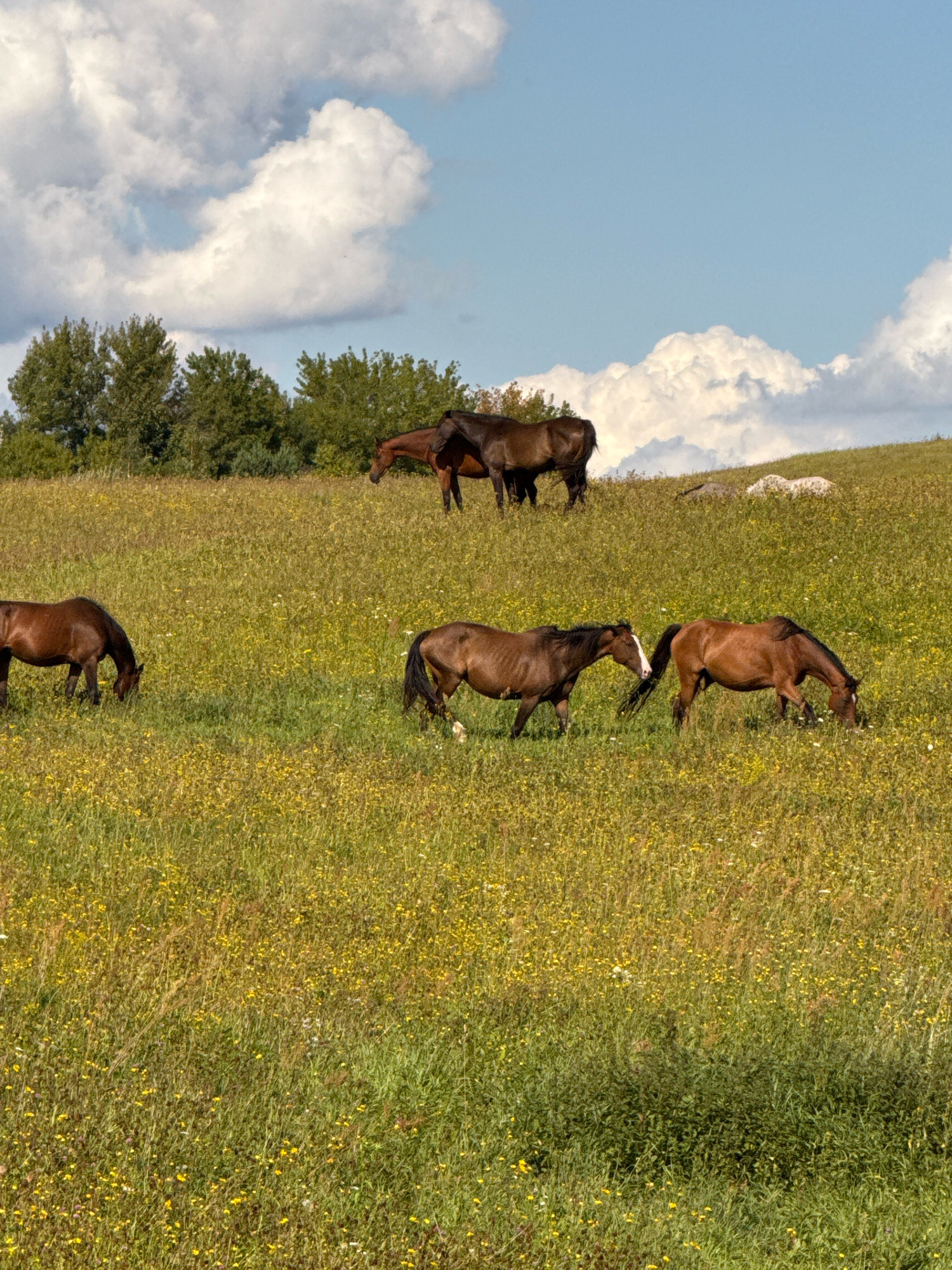A group of brown horses graze in a grassy field dotted with yellow wildflowers. The field is on a gentle slope, and in the background, a line of green trees borders the horizon under a bright blue sky with scattered white clouds. The scene is outdoors, with no indication of urban environment.