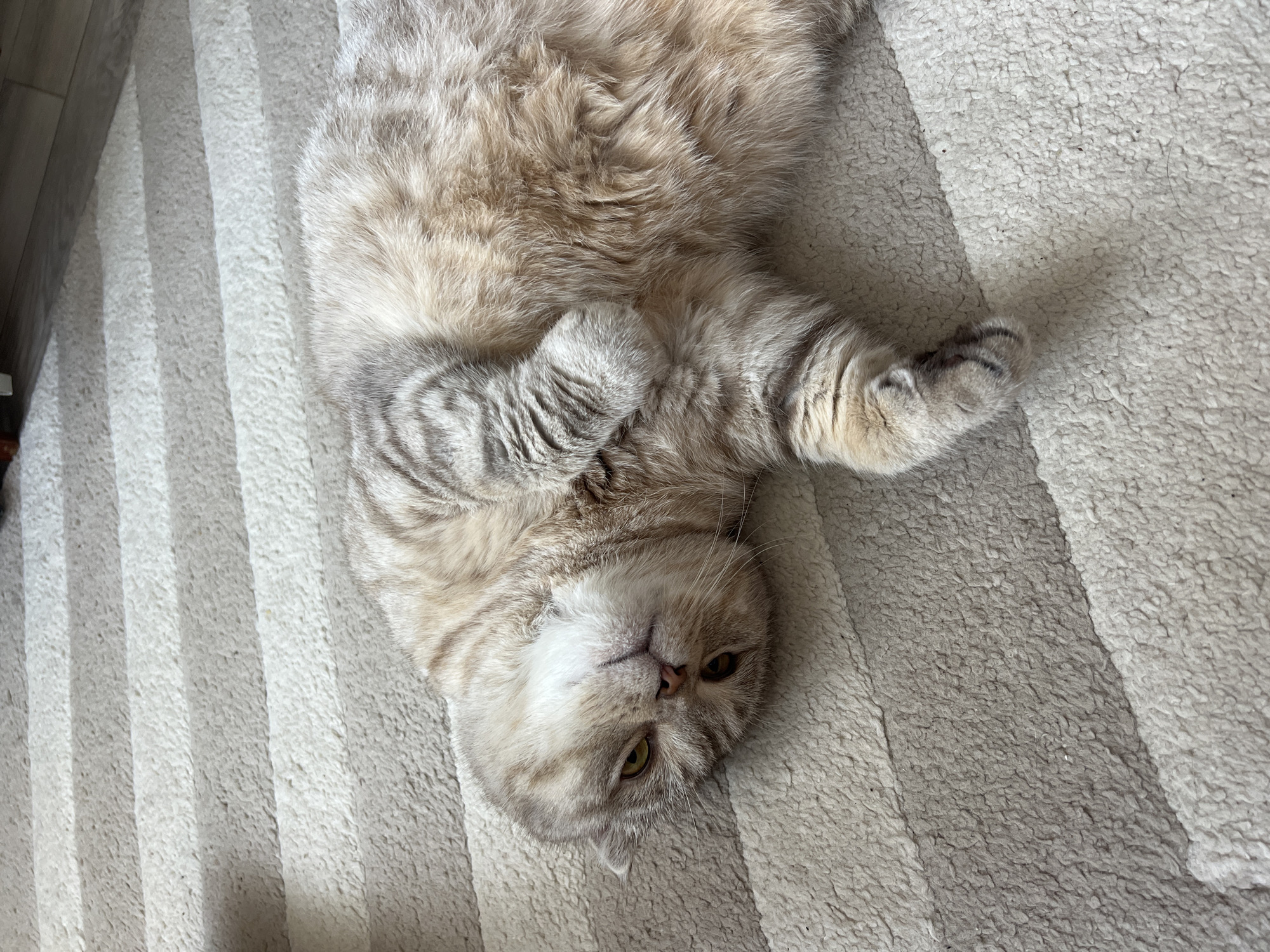 A light-colored tabby cat is lying on its back on a rug with light and dark stripes. The cat is centered in the frame and facing the camera, with its paws curled up. The location of the image cannot be determined from the provided information. There are no people visible.