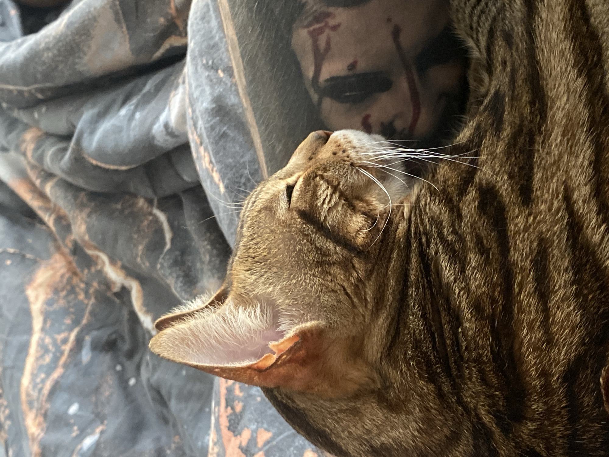 A close-up shot shows a brown tabby cat lying on a bed next to a person in a hoodie with dark face paint and red streaks resembling blood. The cat is positioned on the right, with its head facing upwards and its eyes closed. The person is slightly behind the cat, their face visible within the hood. The bed has a gray and black patterned blanket. The location in the city of Chaikovsky, Russia cannot be determined from the provided image.