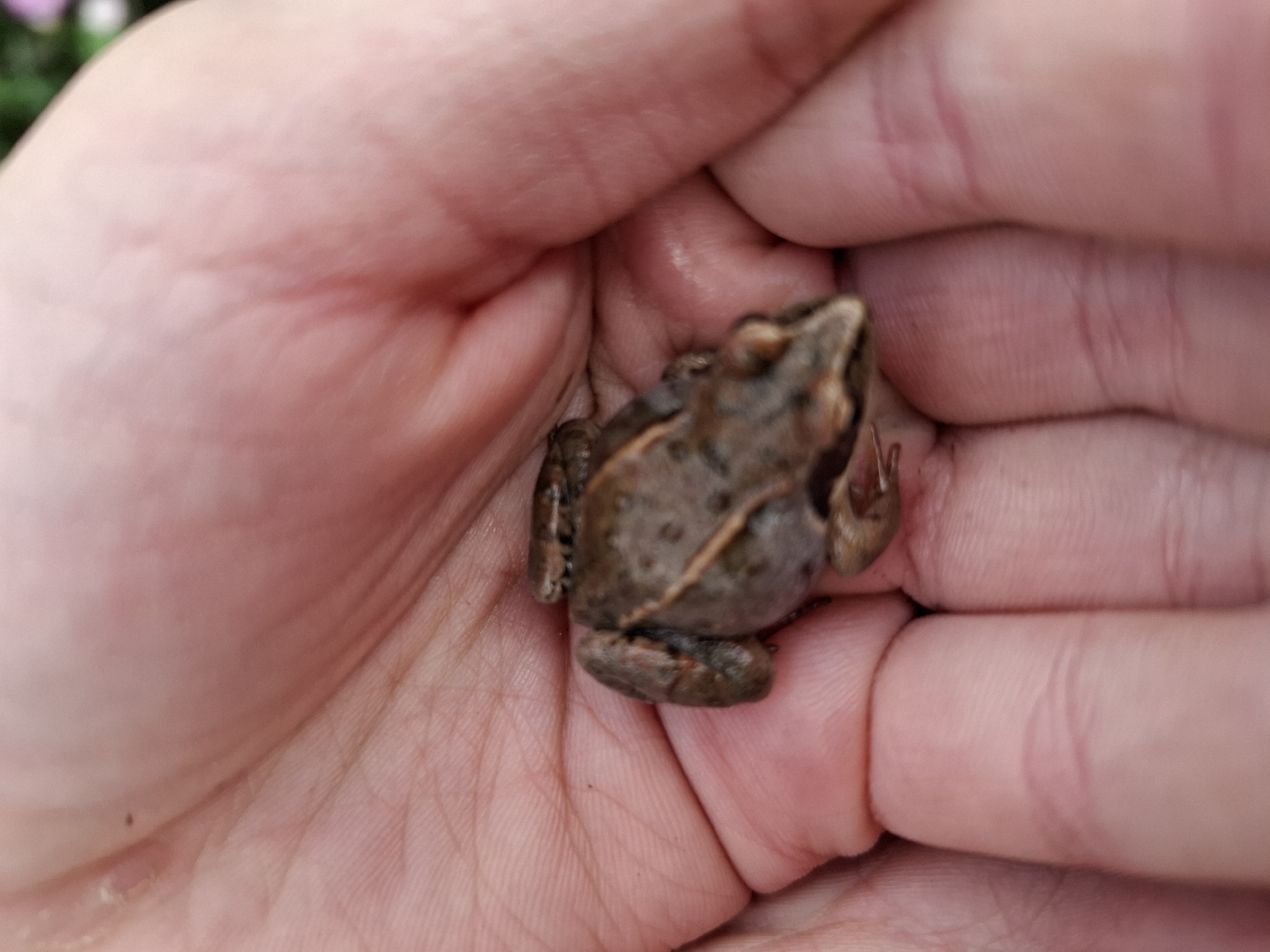 A small, brown frog is resting on a person's palm. The frog has a darker stripe running down its back and appears to have its back legs tucked underneath its body. The person's hand is cupped, with the fingers visible and showing the texture of the skin. The background is blurred but suggests an outdoor environment with hints of greenery and possibly flowers. The location is not specified to be in the city of Romantik, Russia.
