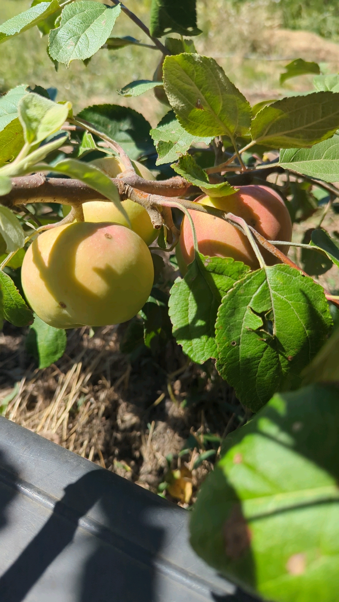 The image shows a close-up view of an apple tree branch with several apples and green leaves. The apples appear to be in various stages of ripeness, with some being a pale yellow-green and others showing a blush of red. The leaves are lush and green, some with slight imperfections. The background is blurred, suggesting a natural outdoor setting with dry grass and soil visible on the ground. Sunlight casts shadows across the scene, highlighting the texture of the leaves and apples. There is a dark gray object with a shadow on the left side of the frame, possibly a railing or a garden feature. The location is identified as the village of Bolshoy Log, Russia.