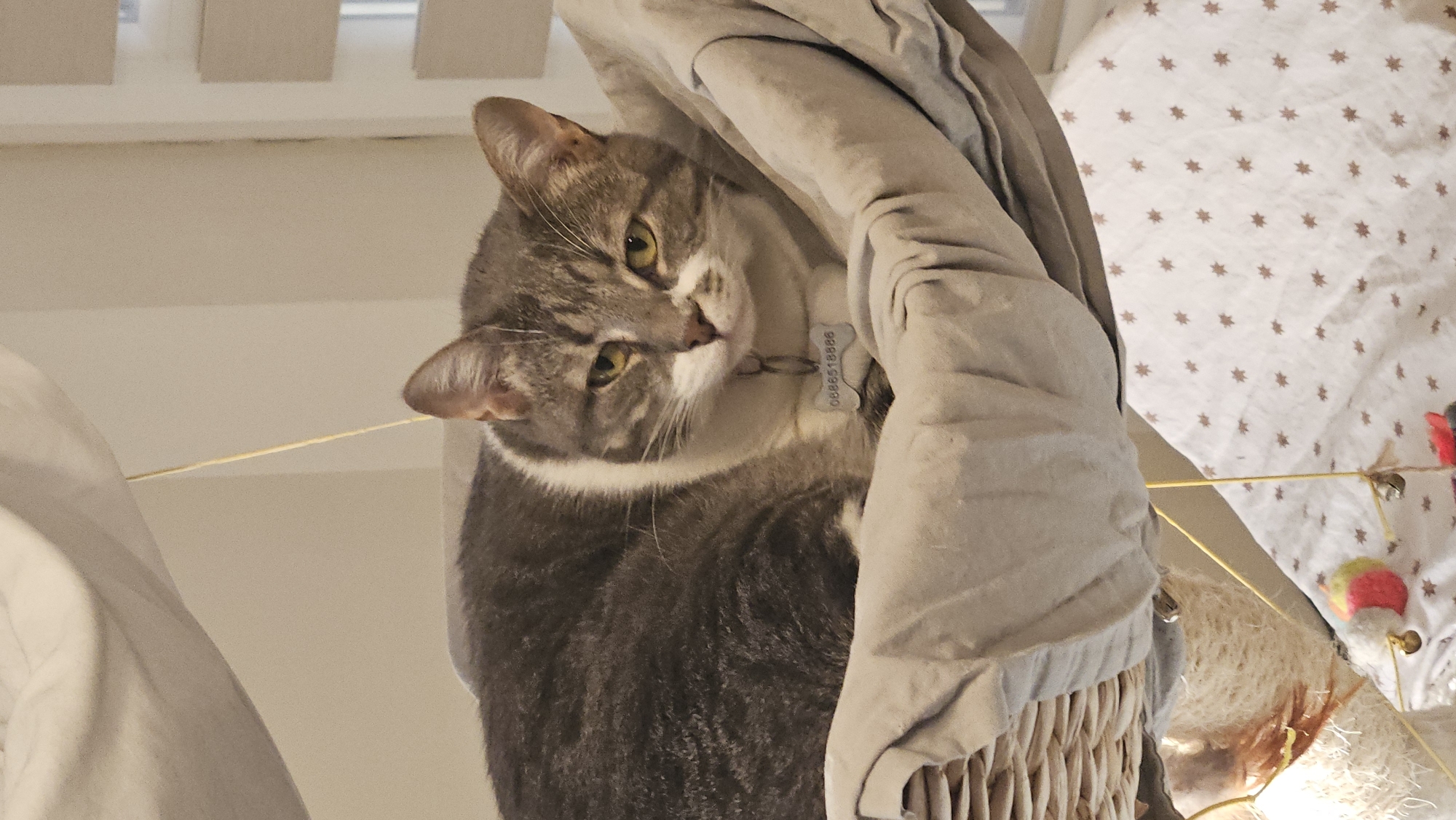 A gray tabby cat with yellow eyes and a tag on its collar sits in a fabric-lined wicker basket. A thin golden string is visible near the cat's ear and across the background, leading to a surface with star-shaped patterns. Based solely on the visual information, there is no evidence to suggest that this image was taken in Plovdiv, Bulgaria, or any other specific location.