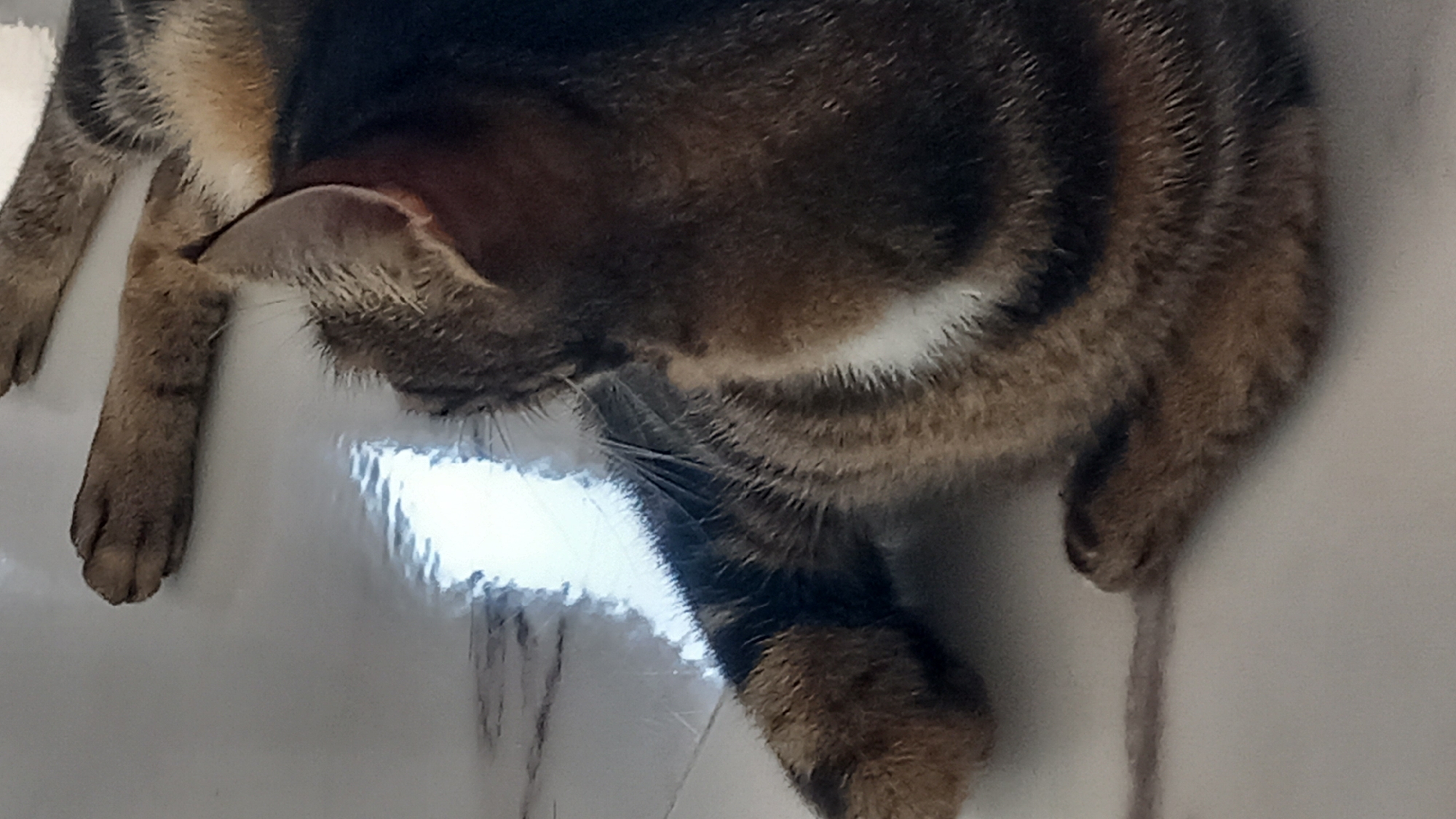 A close-up, top-down shot shows a tabby cat lying on its back on a light-colored, reflective surface, possibly marble flooring in a domestic setting in Άγιος Νεκτάριος, Greece. The cat's fur exhibits stripes of brown, black, and white. Its front paws are visible, with the left paw resting on the surface and the right paw slightly elevated. The cat's body is partially obscured, but its head is turned away from the camera, revealing an ear. The background is predominantly the floor, with reflections of bright light, suggesting an indoor environment with artificial lighting. There are no people or other animals present in the frame. The scene is static and peaceful.