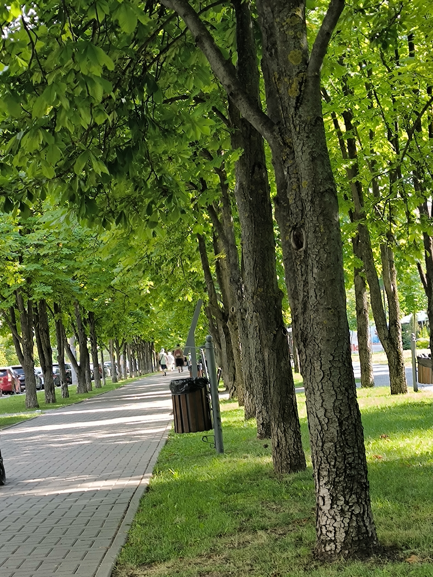 The image depicts a tree-lined pedestrian walkway in Chișinău, Moldova. The walkway is paved with light-colored rectangular bricks and is bordered by a strip of well-maintained green grass. On the right side of the walkway, a row of mature trees with textured bark and lush green foliage forms a canopy, casting dappled shadows on the path. A dark-colored trash bin with a wooden slat exterior is positioned near the walkway. Further down the path, two individuals are walking away from the camera, one appearing to be a woman in a light-colored top and the other possibly a man. On the left side of the walkway, parked cars are visible, suggesting the presence of a street or parking area adjacent to the park or promenade. The overall scene conveys a tranquil, urban green space.