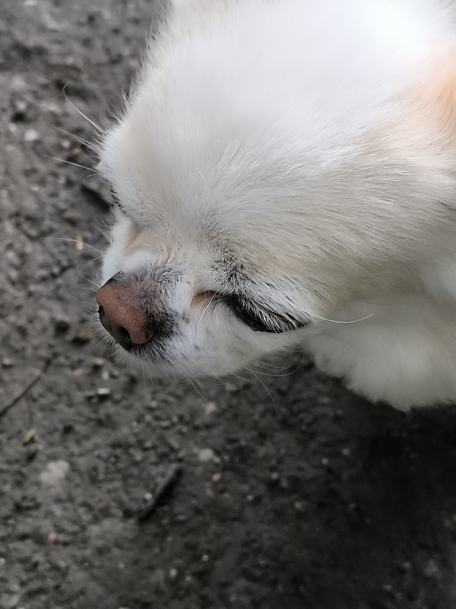 The image shows a close-up of a small white dog's face, resting on a textured gray surface that appears to be asphalt or concrete. The dog's eyes are closed, and its nose is a pinkish-brown color with visible texture. Long white whiskers extend from its muzzle. The dog has white fur with hints of light orange on its head. The background is out of focus, showing the ground with small pebbles and debris. There is no indication of the city of Klaipėda, Lithuania, in this image.