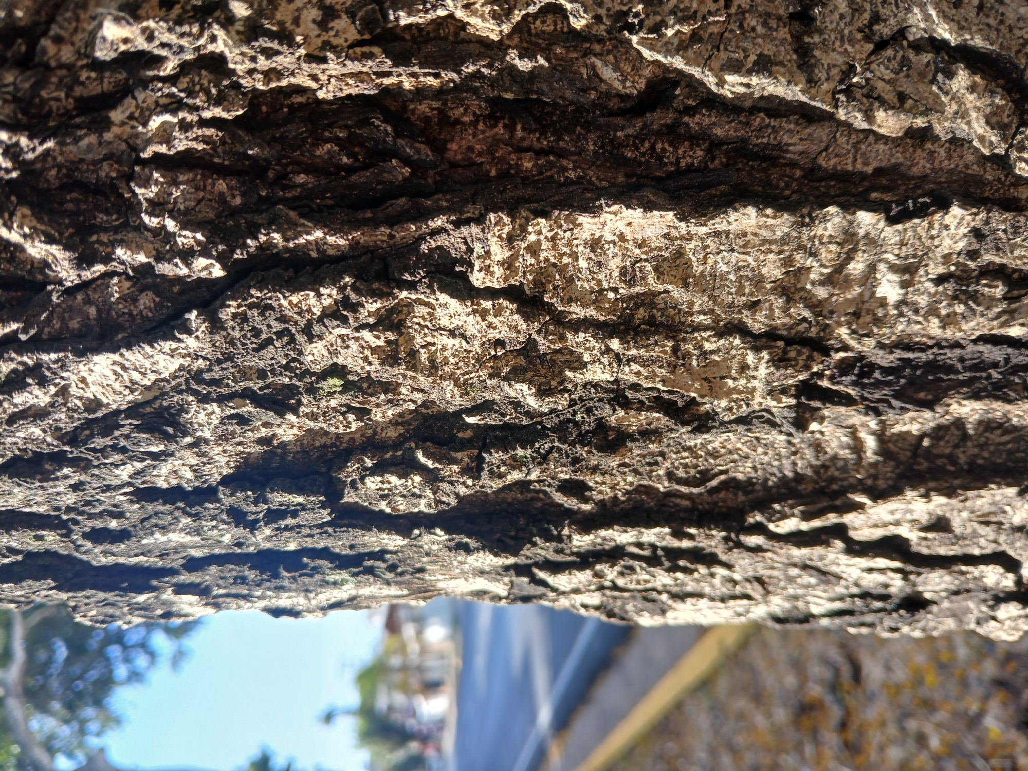 The image shows a close-up of tree bark. In the background, there is a blurred street scene, indicating the tree is likely located in an urban environment. The blue sky is visible in the distance. Based on the prompt, this image could be located in Ciudad Guayana, Venezuela.