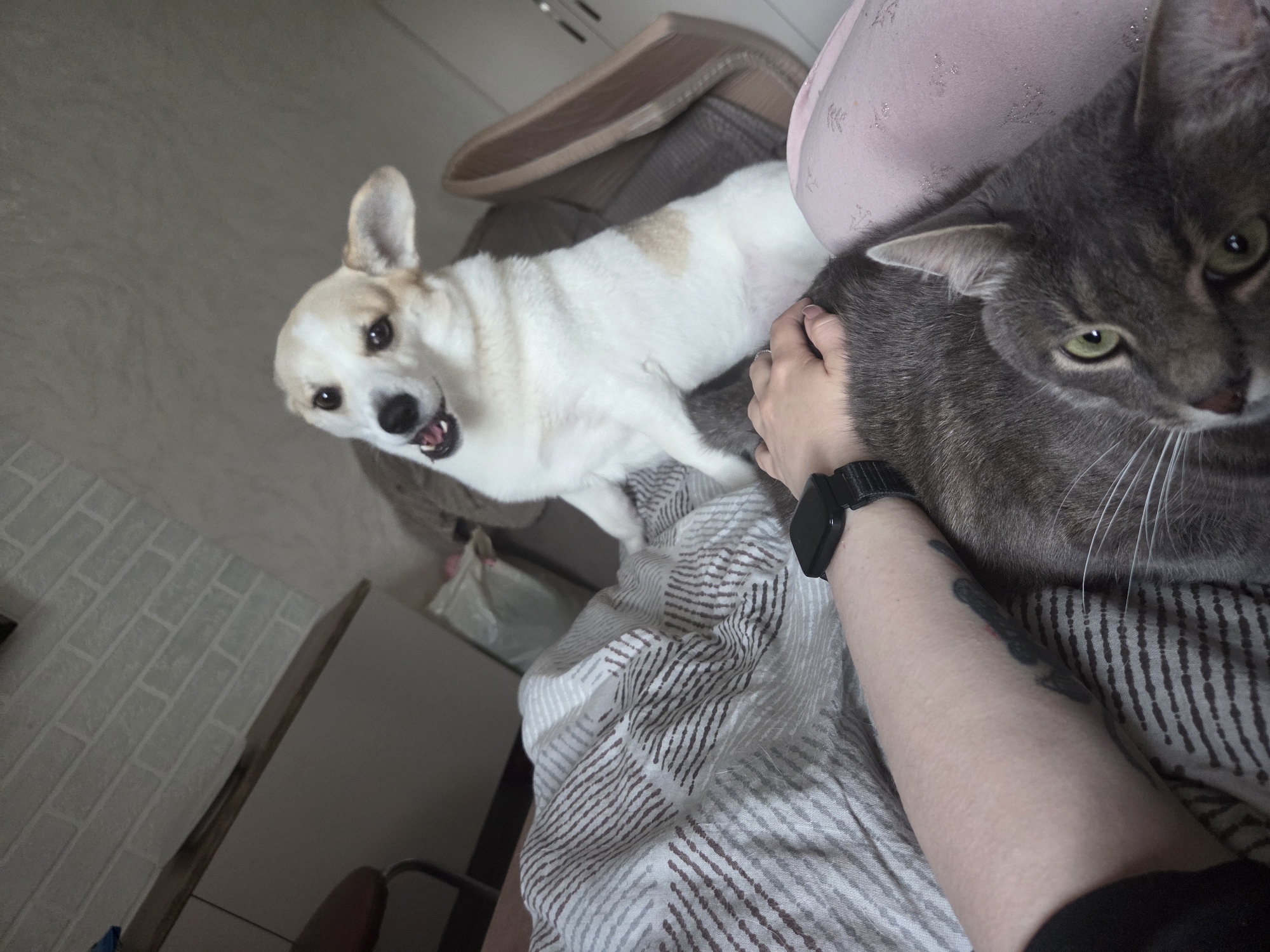 A high-angle, indoor photograph captures a domestic scene involving one human, one dog, and one cat in the city of Unknown, Unknown. In the foreground, a human's forearm with light skin, wearing a black smartwatch on the left wrist and displaying a dark tattoo on the inner aspect, rests on the back of a short-haired grey tabby cat. The cat, with prominent green eyes, is looking directly towards the viewer. The human's hand is positioned near the cat's neck. Partially visible underneath the human's leg is a light pink fabric with a faint pattern.
Above and slightly to the left of the cat, a white and tan short-legged dog, possibly a corgi mix, stands on its hind legs. Its mouth is open, revealing teeth and pink gums, suggesting an active vocalization or expression of excitement. The dog's front paws are near the human's arm and the cat. The background immediately behind the human and animals consists of a striped comforter or duvet cover, featuring white with thin brown and grey horizontal lines.
Further in the background, to the left, a light-colored cabinet or dresser with a dark brown top surface is visible, alongside a partially obscured dark brown stool with metal legs. The wall behind this furniture has a textured white brick pattern. To the right of the dog, a light brown woven basket or pet bed is present. A white plastic bag and other indistinct room elements are visible in the far background. The lighting is uniform, suggesting an indoor setting with ambient light.