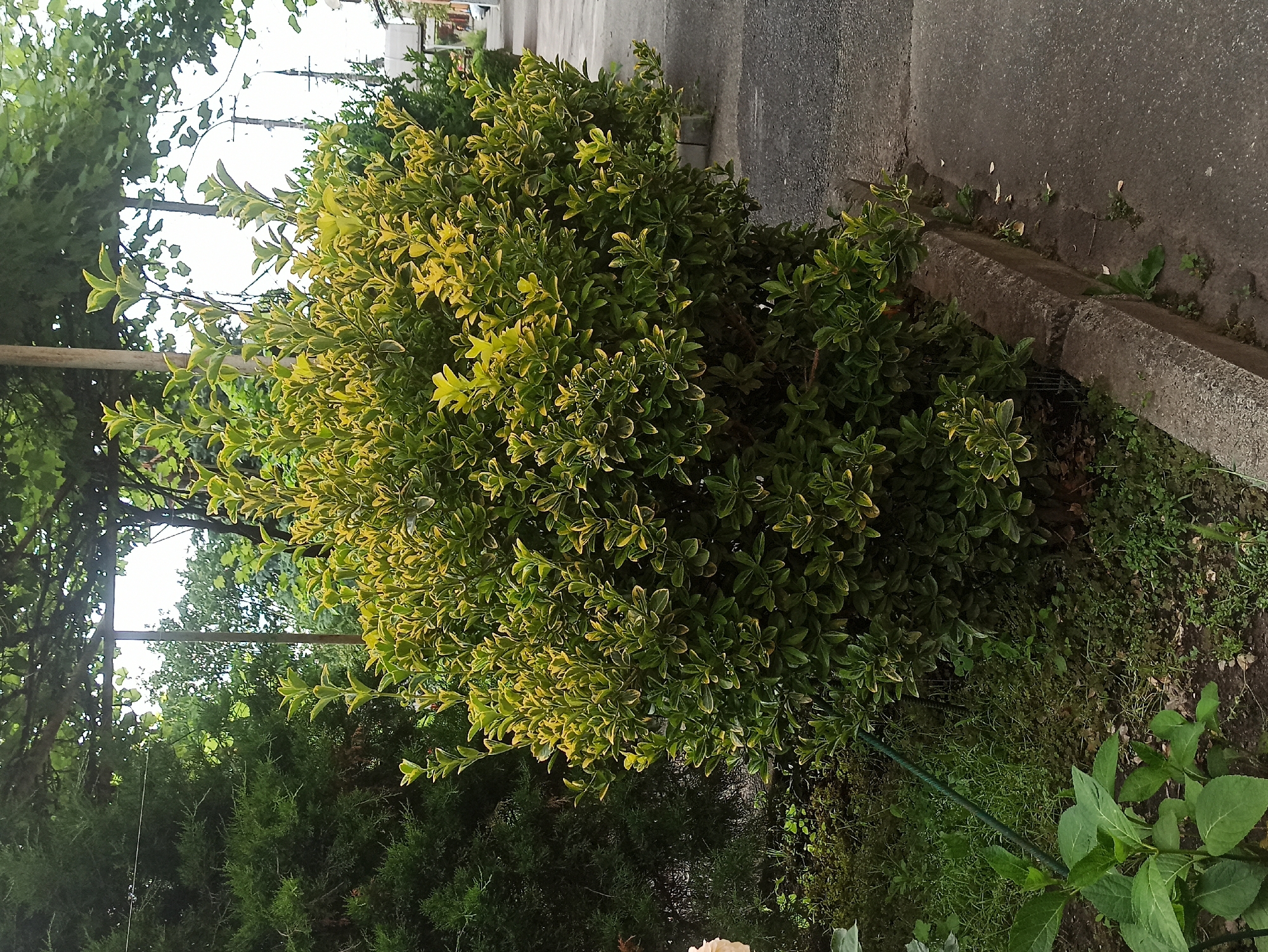 A dense, variegated shrub with green and yellow leaves is the primary subject of the image, positioned in the center. It's an outdoor scene, with a paved area, likely a sidewalk or road, bordering the right side of the shrub. A concrete curb separates the pavement from the ground where the shrub is planted, which is covered in grass and other low-lying vegetation. In the background, more trees and foliage are visible, along with what appears to be a utility pole and wires, suggesting an urban or suburban setting. The lighting suggests it could be daytime, possibly overcast given the diffused light. There is no text visible in the image.