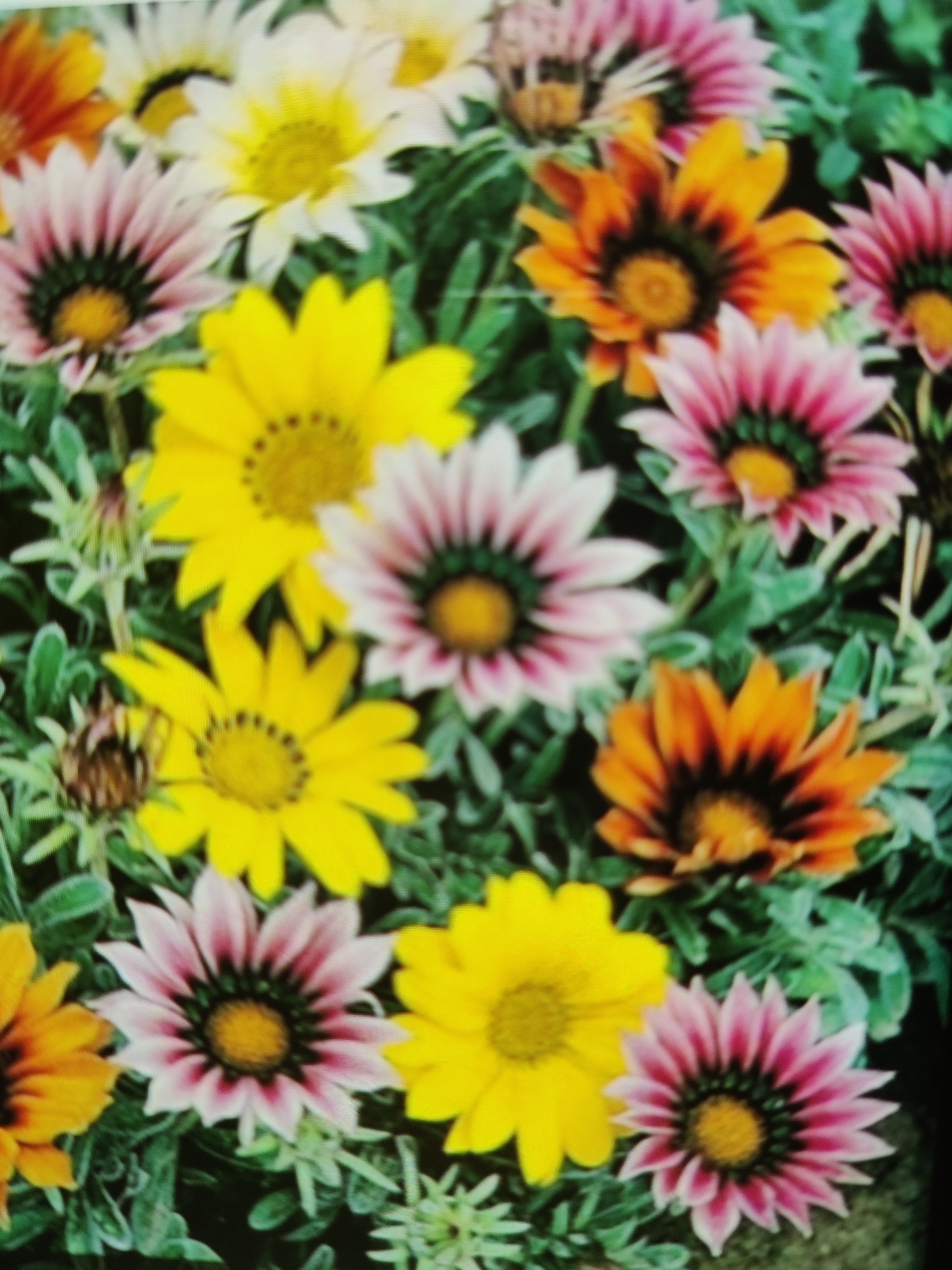 The image displays a close-up view of several gazania flowers in bloom. The flowers exhibit a variety of colors, including yellow, pink, and orange with dark centers. The petals are elongated and pointed, creating a starburst effect. The background consists of green foliage and is somewhat out of focus, emphasizing the flowers. The image appears to be taken outdoors in a garden or park setting. There are no people or animals visible in the image. The overall impression is one of natural beauty and vibrant floral display. The location is Lower Paxton Township, United States of America.