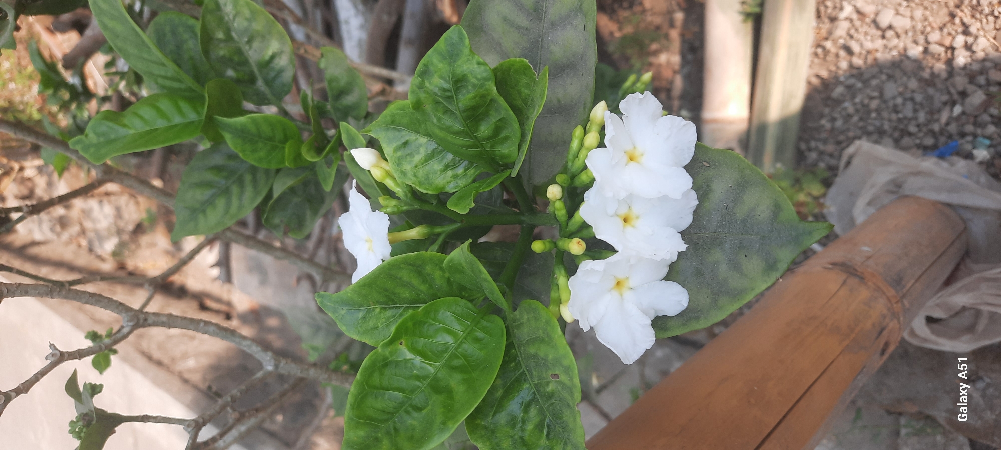 This is a close-up, eye-level, vertical, full outdoor shot of a flowering plant with white flowers and green leaves. The plant is positioned in the foreground, with a blurry background of gravel, bamboo, and possibly some fencing or structures. A portion of a wooden pole, possibly bamboo, is visible on the left side of the frame. The flowers are clustered together, with some fully bloomed and others in bud. The leaves are glossy and dark green. The lighting suggests it is daytime, with sunlight casting some shadows. The "Galaxy A51" watermark is visible in the bottom left corner of the image. The scene is located in the city of Ploso, Indonesia.