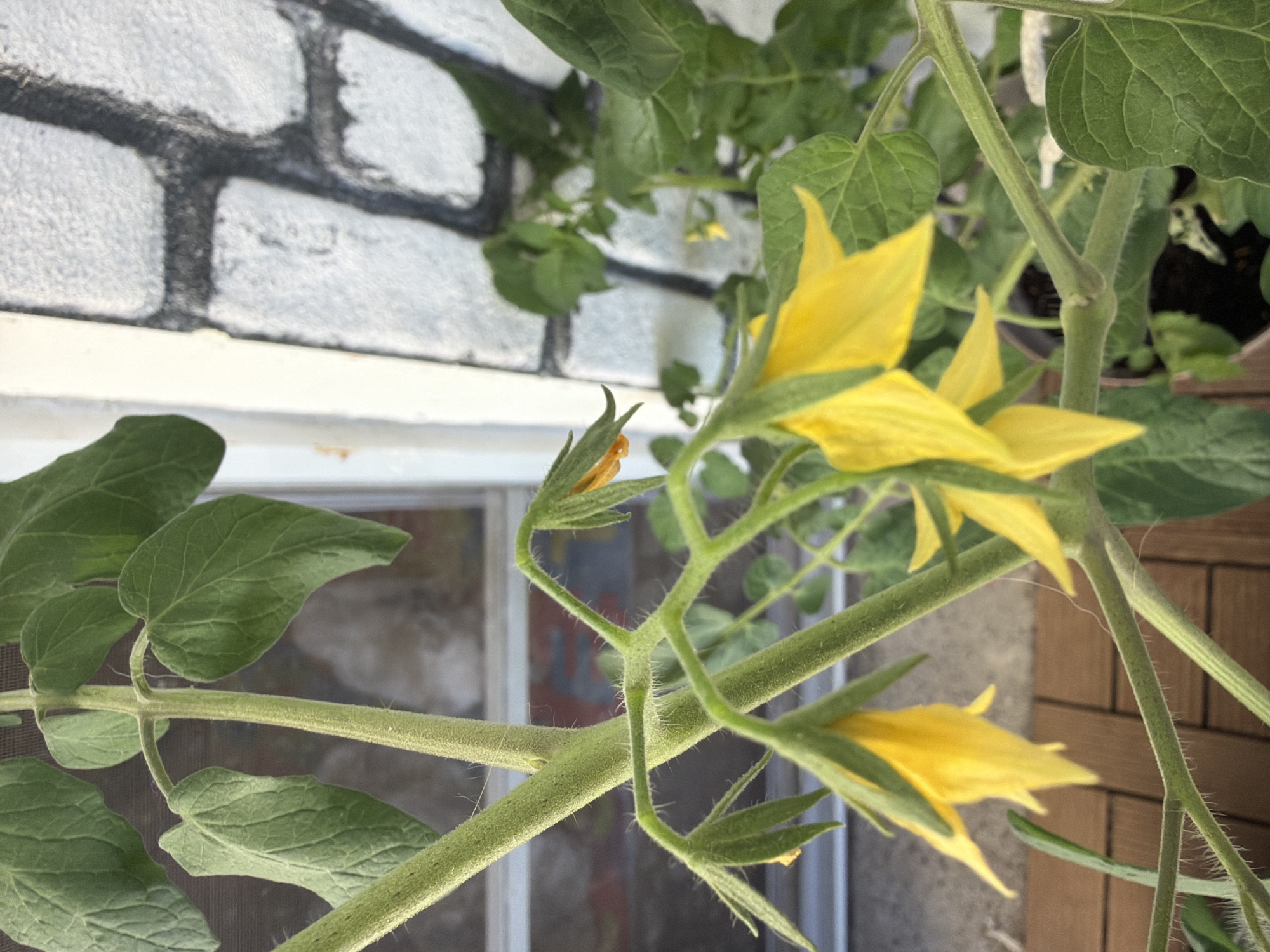 The image shows a close-up of a tomato plant with yellow flowers. The plant has thick green stems covered in fine hairs. Several yellow, star-shaped flowers are visible, some in full bloom and others in various stages of opening. Green leaves are also present, some in focus and some blurred in the background. The background features a white and gray brick wall with dark mortar, and a wooden surface, possibly a deck or railing, is visible at the bottom of the frame. The lighting suggests an outdoor setting, likely in daylight. There are no people or animals in the image.