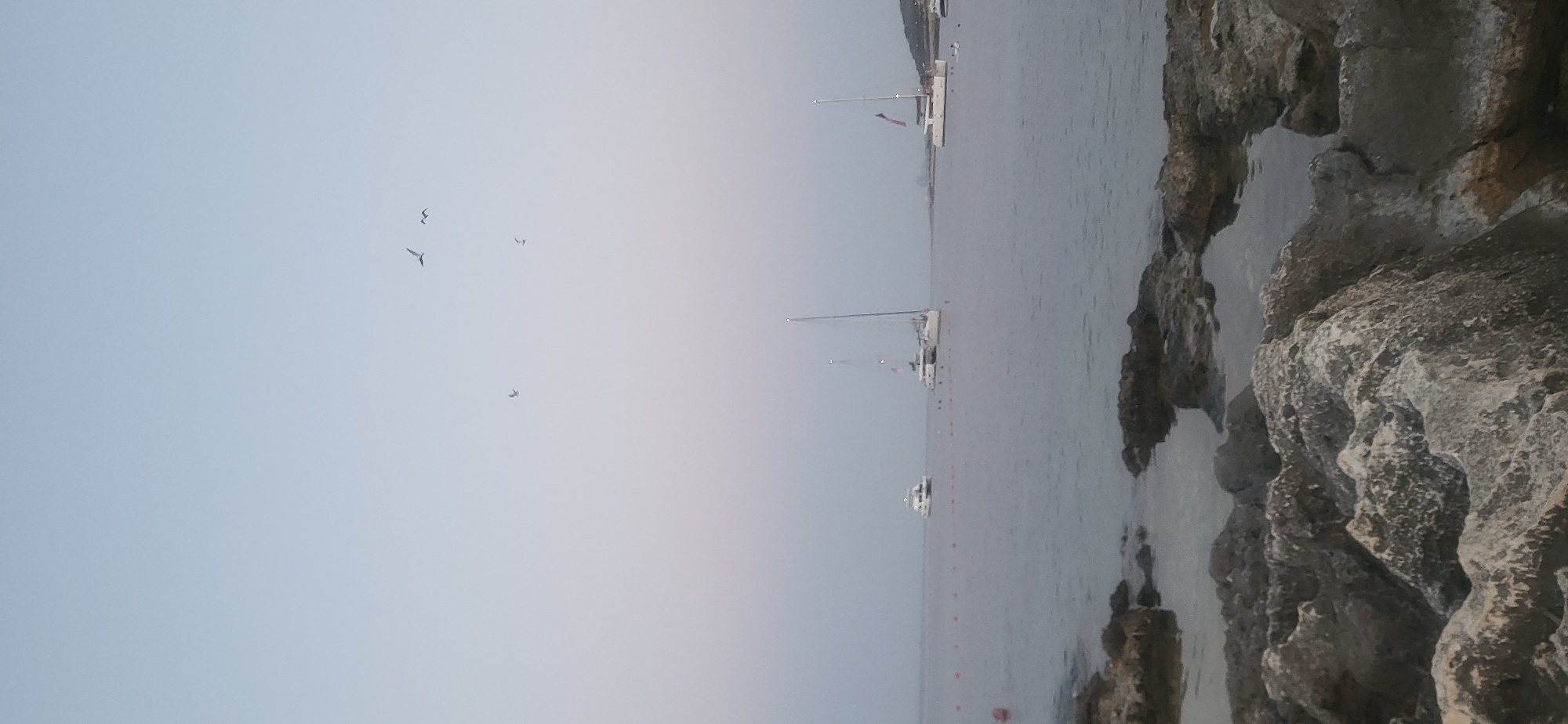 The image depicts a serene coastal scene in St. Paul's Bay, Malta, likely during dawn or dusk due to the soft, diffused light and the pastel hues in the sky. In the foreground, weathered rocks are partially submerged in calm, clear water, creating shallow pools that reflect the sky. Beyond the rocks, the tranquil sea stretches out, dotted with several sailboats. Two prominent catamarans with white hulls and tall masts are anchored in the bay, one with a red and white flag visible. Further out, a smaller white boat is also present. A line of orange buoys marks a boundary in the water. Overhead, several seagulls are captured in mid-flight against the pale sky. The overall atmosphere is one of peacefulness and natural beauty.