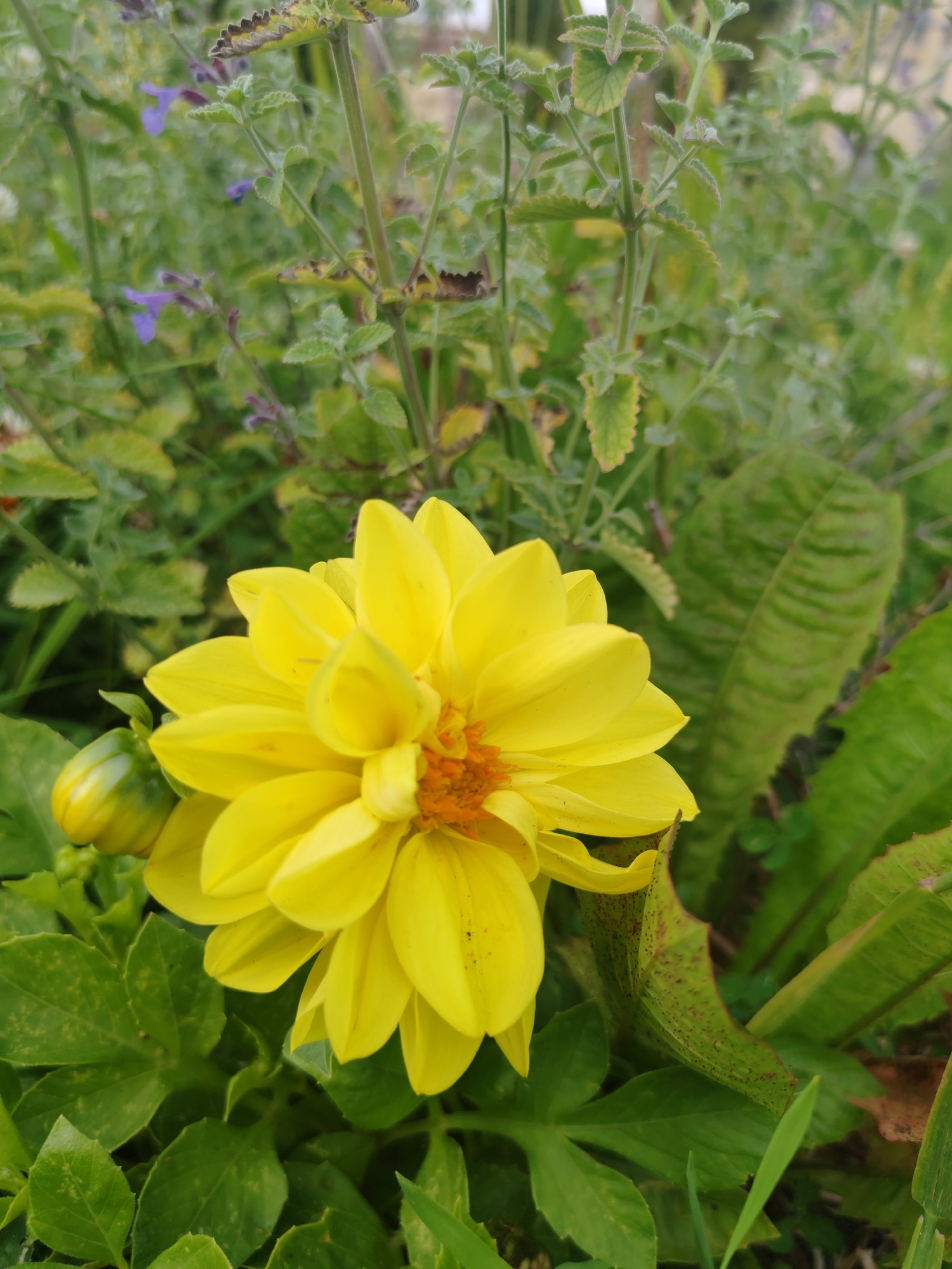 A close-up, eye-level shot shows a vibrant yellow dahlia flower in full bloom, positioned slightly to the left of the frame. The flower's petals are layered and delicate, with a more intense orange-yellow hue at its center. To the left of the dahlia, a green, unopened bud is visible. The flower is surrounded by lush green foliage, including broad leaves and thinner, spiky stems with small purple flowers in the background. Some of the leaves have brown speckling. The scene is likely outdoors in a garden setting within the city of Shushary, Russia, based on the provided context. The lighting is natural and diffused, suggesting an overcast day or the flower is in partial shade. There are no people or animals present.