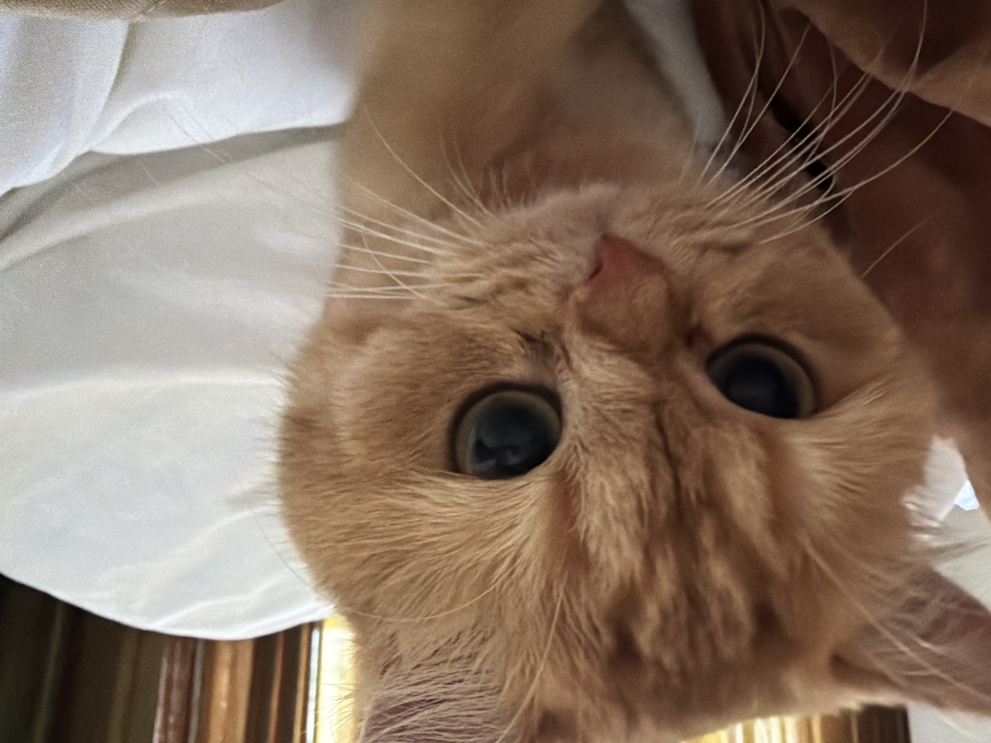 The image shows a close-up of an orange tabby cat with large, dark eyes and prominent white whiskers. The cat's head is tilted slightly, and it appears to be resting on a white, rumpled surface, possibly a bed or sofa. A hand is visible on the left side of the frame, gently touching the cat's fur near its ear. The background is blurred, with hints of vertical blinds and warm lighting. There are no discernible elements in the image that indicate a specific location within Đà Nẵng, Vietnam. The scene is focused on the domestic setting and the interaction between the human and the cat.