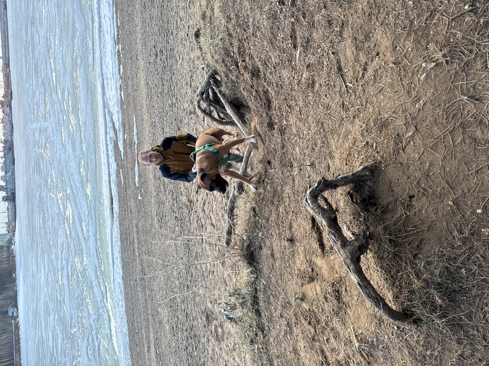 A medium shot reveals a man and a dog by a body of water. The man is fair-skinned and wears a yellow and blue jacket. He is situated next to a light-brown dog with a green harness. The dog's paws are on a weathered tree branch. The ground is dry and covered with scattered vegetation. To the left of the frame is a body of water with what appears to be ice or frozen conditions. The location is the city of Chaikovsky, Russia.