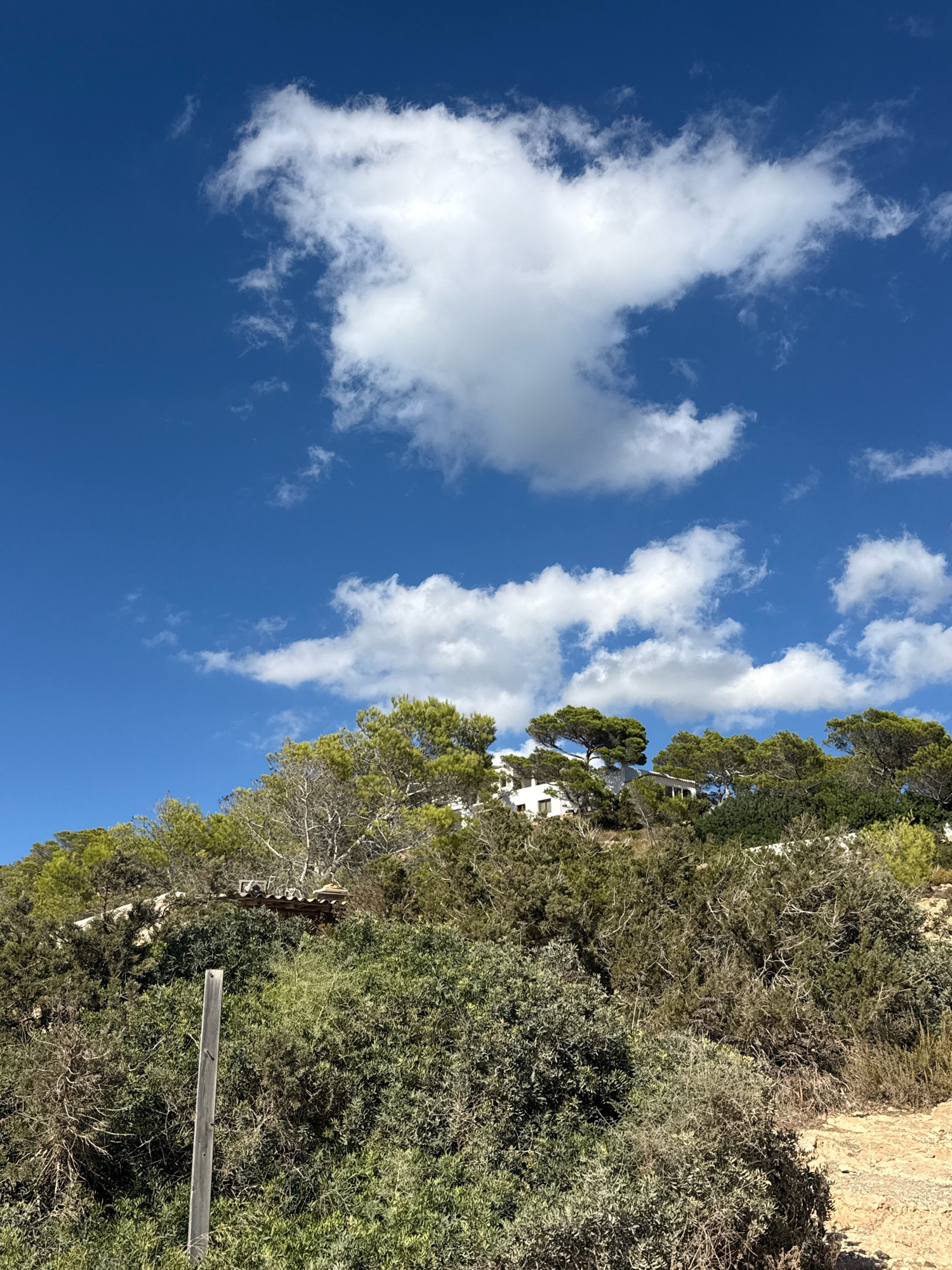 This image captures a sun-drenched hillside in Sant Josep de sa Talaia, Spain, dominated by lush green vegetation under a vibrant blue sky dotted with fluffy white clouds. In the mid-ground, a cluster of white buildings, possibly homes or villas, are partially visible nestled amongst the trees. The foreground is filled with dense, wild shrubbery and some dry, light-colored earth. A single, weathered wooden post stands vertically in the lower left quadrant of the image, suggesting a boundary or marker in the natural landscape. The overall impression is one of a serene, Mediterranean setting.