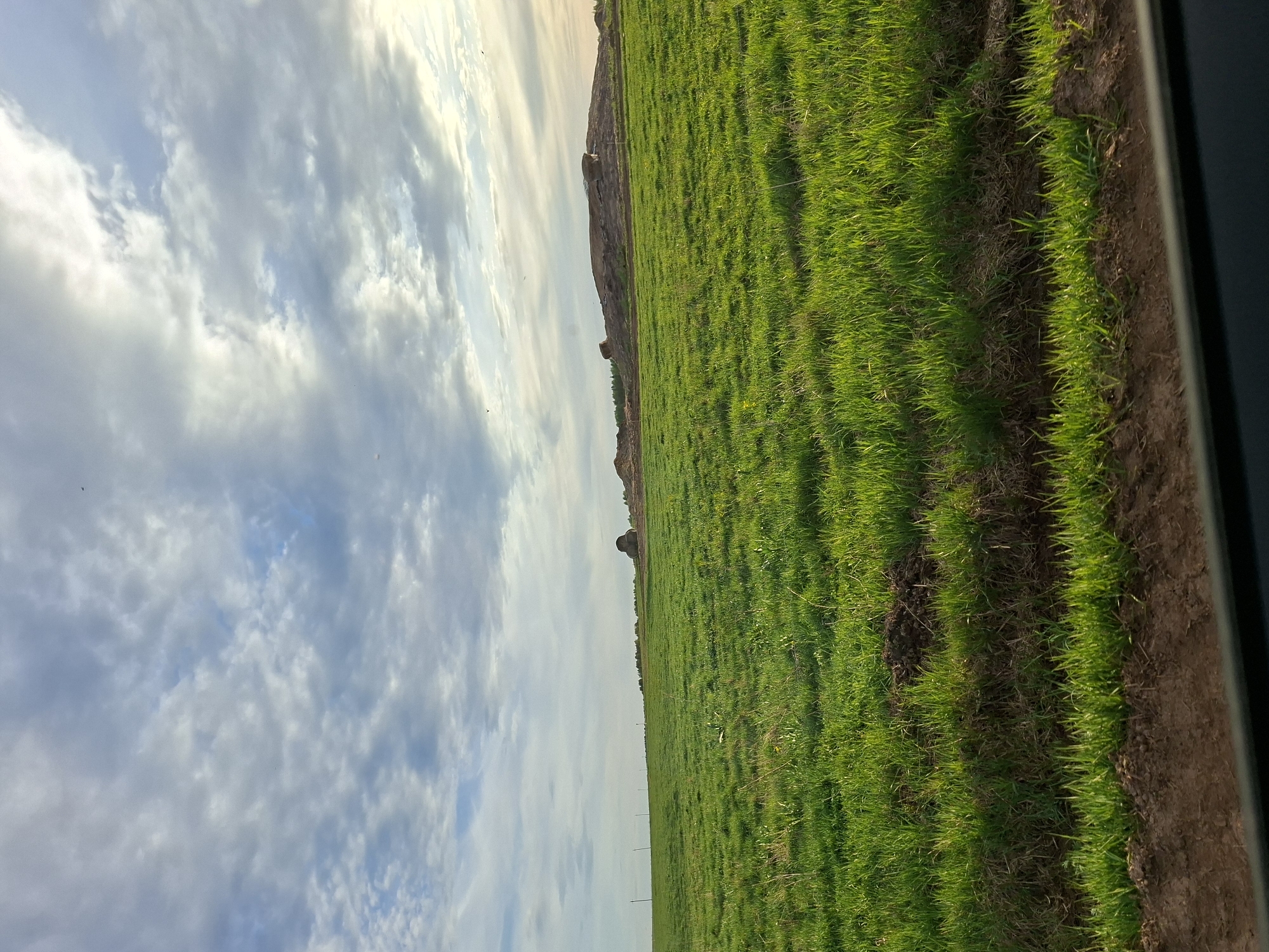 A field of green grass fills the right half of the frame. The grass is lush and vibrant, with some patches of bare earth visible at the edge of the field. A dark, possibly black, object is visible in the right upper corner.
On the left side of the frame, the sky is filled with white and grey clouds. The clouds vary in density, with some areas showing patches of blue sky. The horizon line is visible in the center of the image, separating the field from the sky.
Given the prompt to identify the location, and that the field of grass is likely crops, this may be agricultural land. A more precise location within Чумна is not discernable from the image.