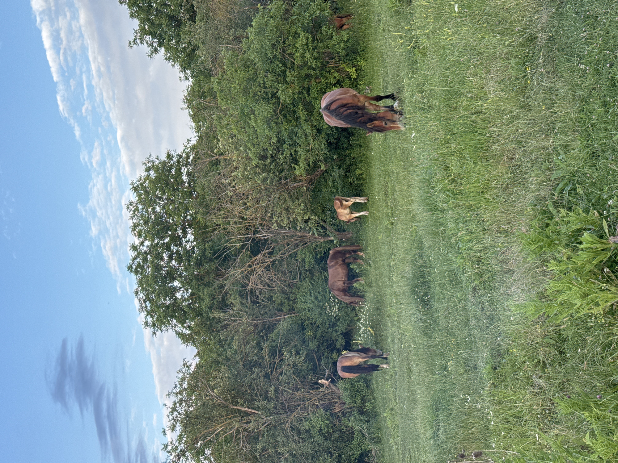 The image depicts a rural scene in Novomar'evskaya, Russia, with a group of horses grazing in a grassy field. Several horses are visible, some are brown, and one is a lighter tan color, possibly a foal. They are spread out across the field, with some grazing near a line of trees and dense foliage. The time of day appears to be late afternoon or early evening, given the quality of light. The sky is a clear blue with some wispy white clouds. The overall mood is peaceful and serene, with the animals enjoying the open space. There are no visible text elements in the image.