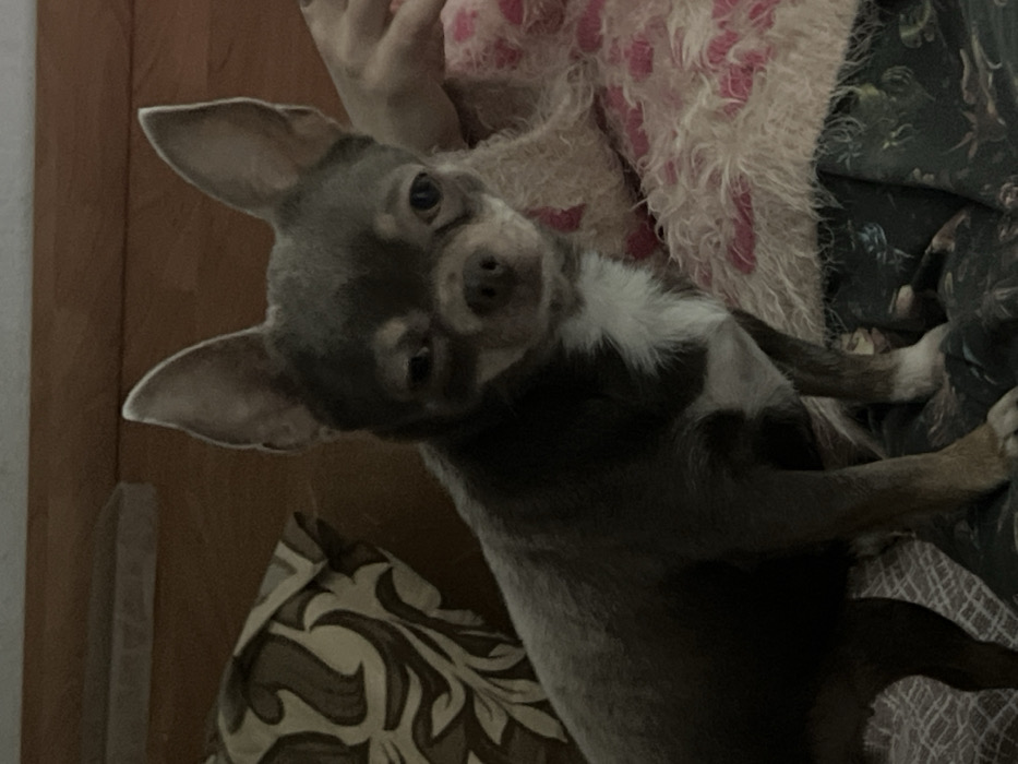 A small, gray and white chihuahua stares intently at the camera with its head tilted. The dog has large, pointed ears and a white patch on its chest. It's partially nestled amongst patterned pillows and what appears to be a furry, pink and white garment. The background is softly blurred, suggesting a comfortable indoor environment.