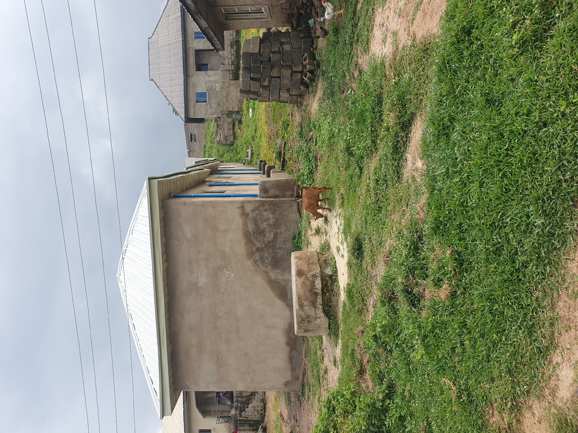 The image depicts a cloudy day scene in Lokoja, Nigeria, featuring several uncompleted or partially constructed buildings. In the foreground, a small, brown goat is grazing on a patch of green grass. To the right of the goat, a white chicken with red comb and wattles is visible. Behind the goat and chicken, a stack of grey concrete blocks is piled up.
The primary building in the center of the image is a single-story structure with beige stucco walls and a white corrugated metal roof. It has several blue-framed windows and doorways. In front of this building is a low, circular, concrete structure, possibly a well or a base for something.
Further in the background, more buildings are visible on a sloping terrain. These appear to be constructed from concrete blocks and also have corrugated metal roofs. Power lines are strung across the top of the frame. The environment is somewhat overgrown with grass and sparse vegetation.