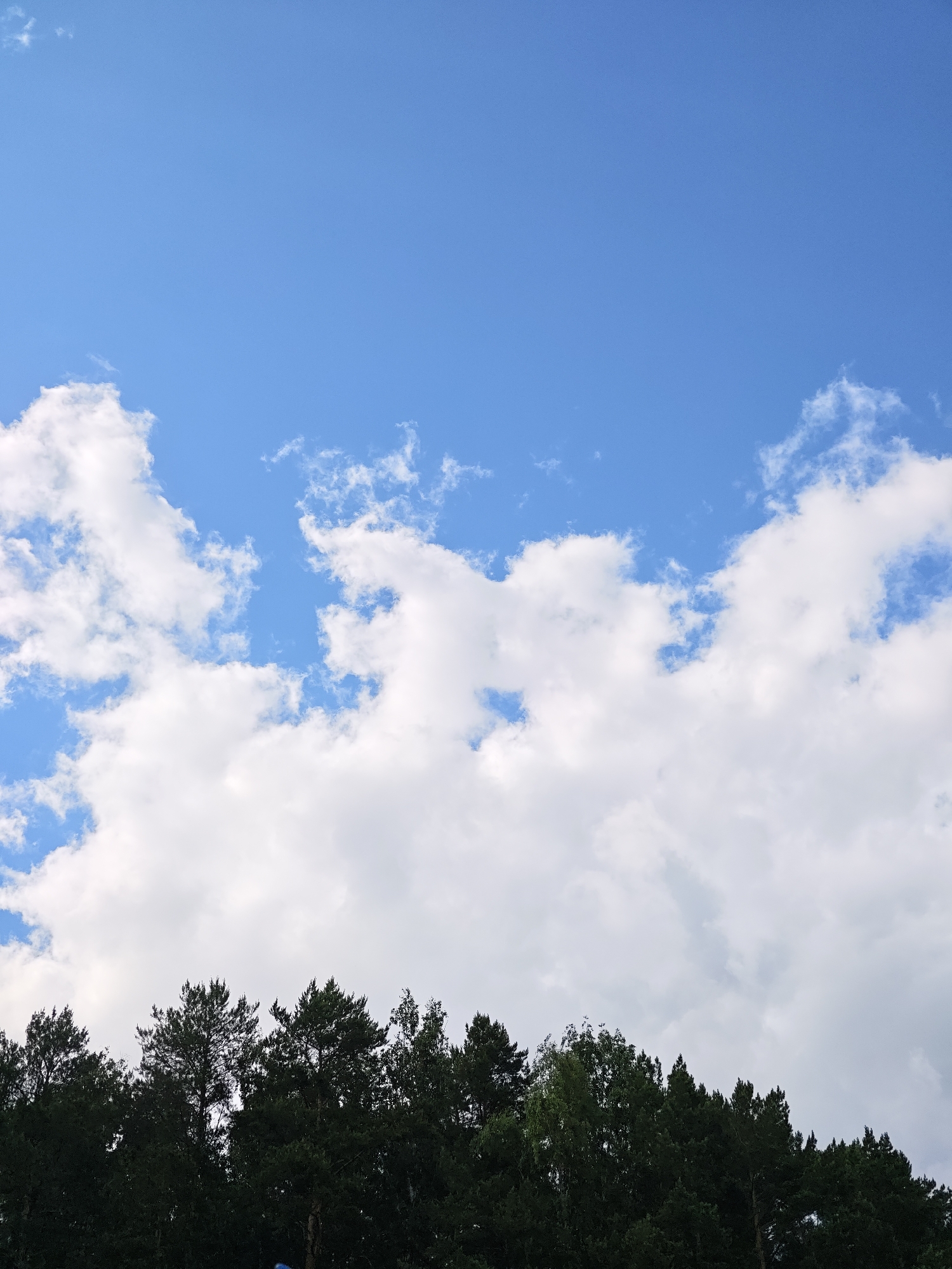 The image depicts a view of the sky and the tops of trees from a low angle. The sky is a vibrant blue with scattered white, fluffy clouds that stretch across the middle of the frame. The clouds are dense and voluminous in the lower half of the sky, with some thinner wisps appearing higher up. Below the sky is a dark silhouette of a dense coniferous forest. The tops of the trees are irregular, with some taller pines piercing the lower edge of the cloud line. The overall impression is a bright, clear day with a dramatic contrast between the bright sky and the dark forest. The image appears to be taken outdoors, possibly in a park or on the outskirts of a city. Given that the request specifies Chaikovsky, Russia, this could be a view of a forest bordering the city. There are no people or discernible objects in the image other than the natural elements of the sky and trees.