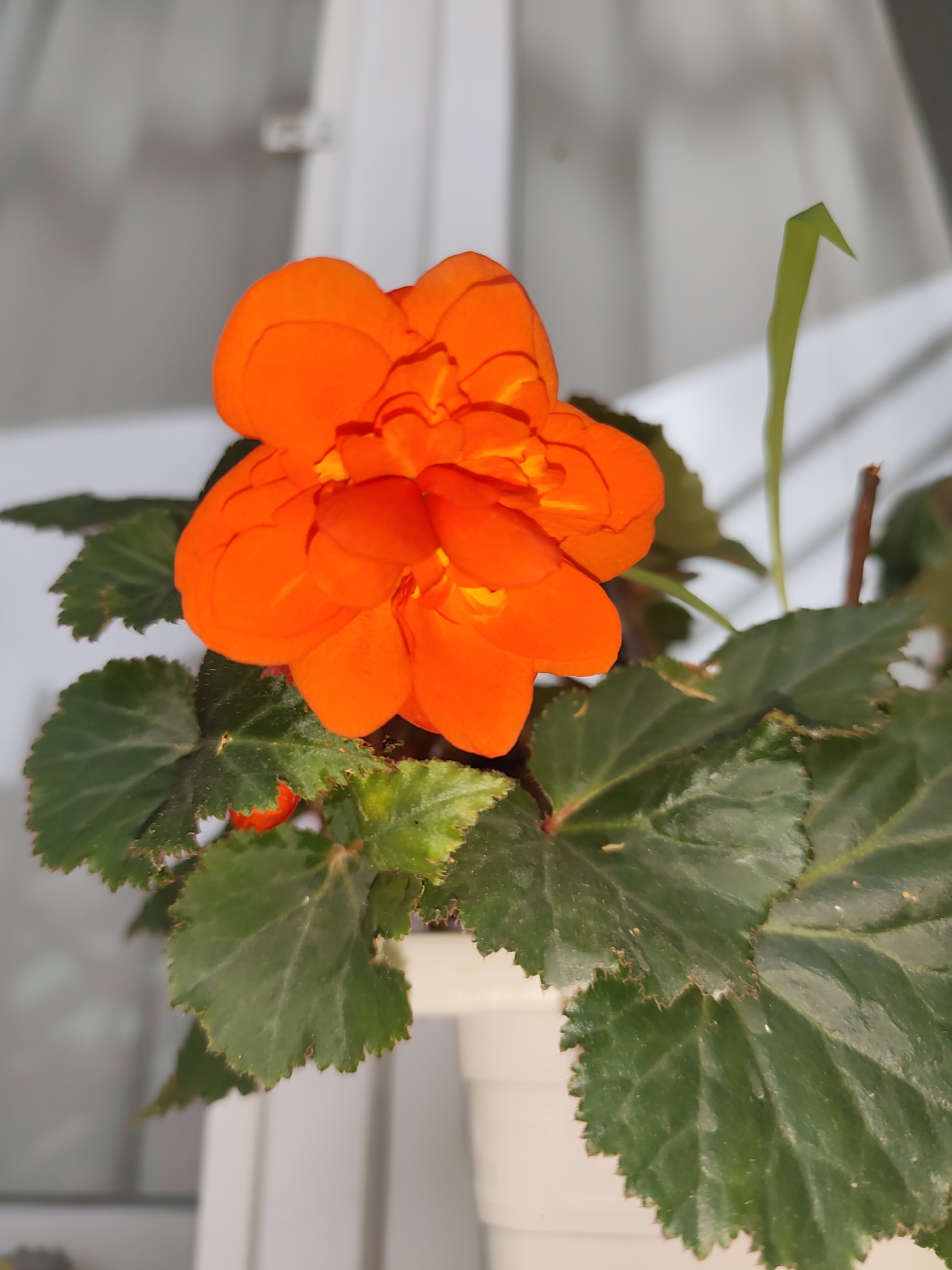 A close-up, vertical shot shows a vibrant orange begonia flower in a white pot. The flower has many ruffled petals, and some yellow centers are visible. The leaves of the begonia are large, dark green, and have serrated edges. A thin, light green stem is visible behind the flower, pointing upwards. The background is blurred, with vertical white lines suggesting a window or blinds. The setting appears to be indoors, possibly a home or conservatory, and the image does not contain any elements that indicate a specific location within the city of Digah, Azerbaijan.