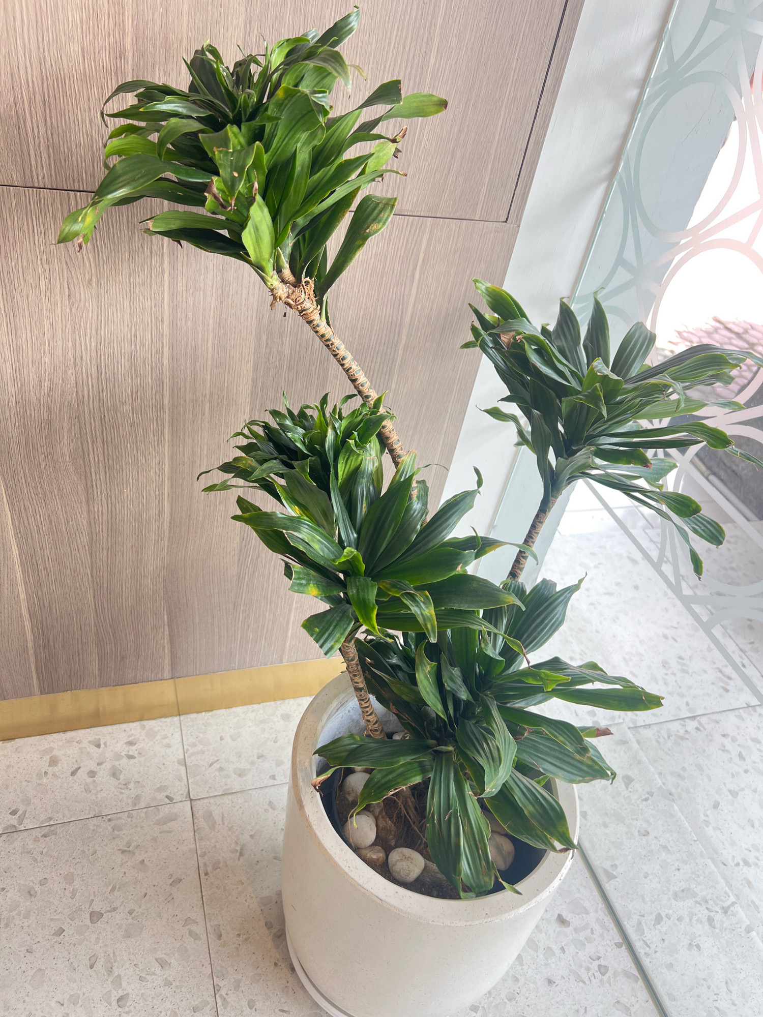 An indoor potted plant, likely a Dracaena, stands in a white pot on a terrazzo floor. The plant has multiple stems with long, green leaves. Behind the plant is a wooden-paneled wall and a large window with a decorative glass panel. The lighting suggests an indoor environment, possibly a modern home or office space. The location is identified as Denpasar, Indonesia. There are no people or animals visible in the image.