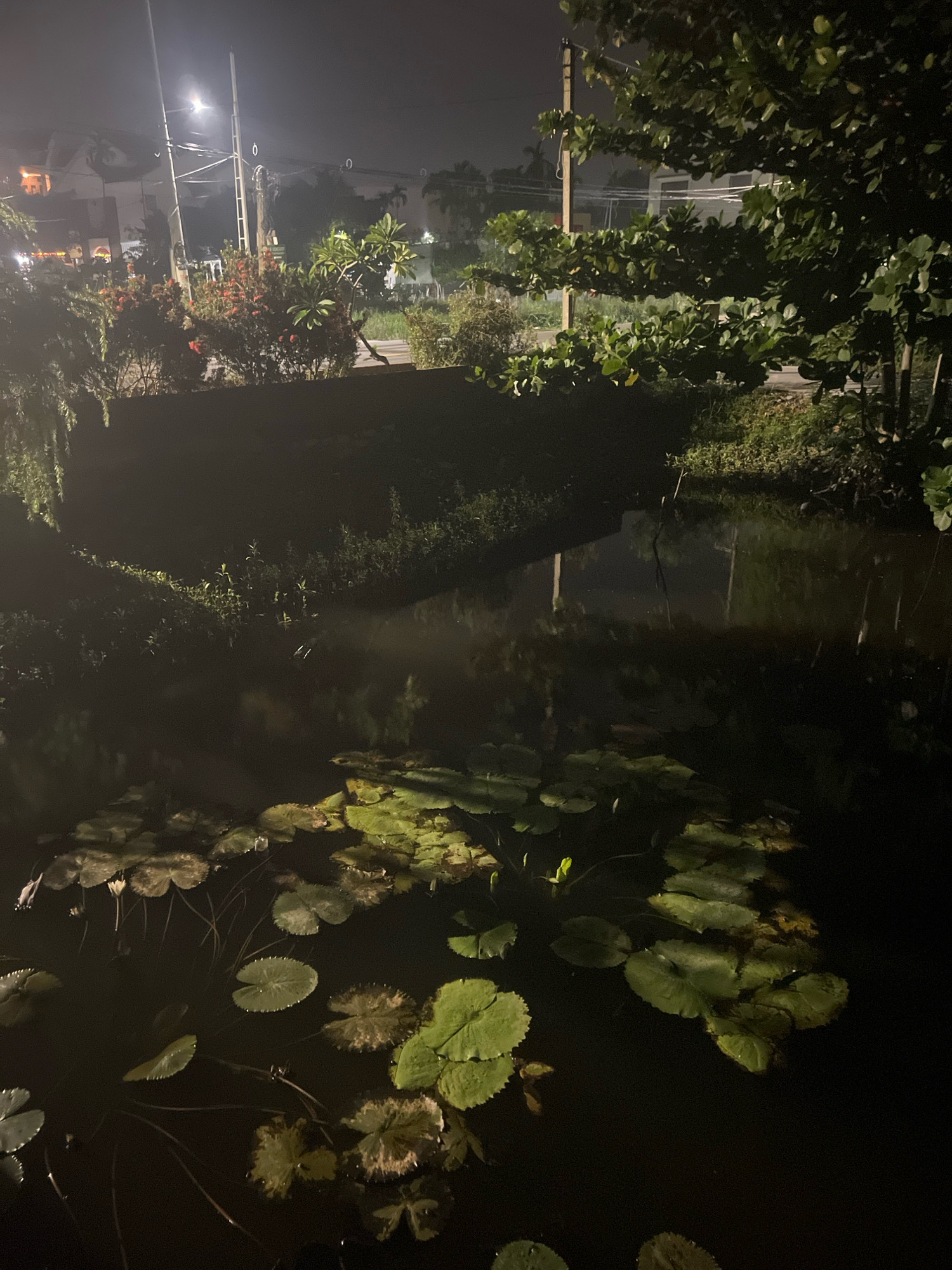 At night in Hoi An, Vietnam, a still pond reflects the dim lights of the surrounding area. Lily pads, some with delicate white flowers, float on the dark water, their surfaces catching the faint illumination. Trees and dense foliage line the banks, their leaves creating a dense canopy that casts shadows. In the background, a street light illuminates a pole and wires, casting a hazy glow that barely penetrates the darkness. The scene conveys a sense of quiet and tranquility, with the natural elements of the pond and vegetation blending with the urban landscape.