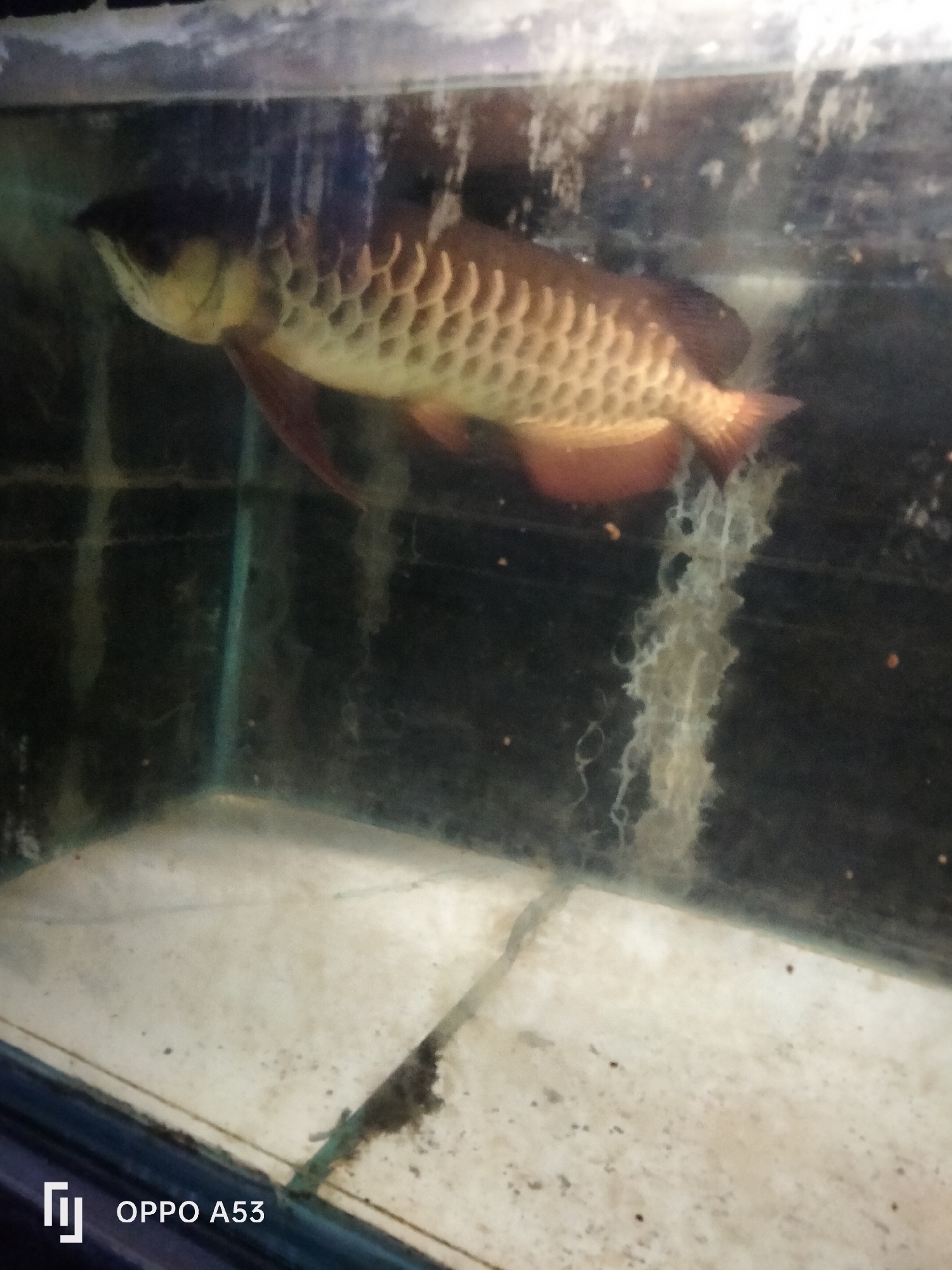 A reddish-gold Arowana fish swims in a dirty aquarium. The fish is positioned horizontally, with its head facing left. The aquarium's bottom is covered in a light-colored substrate with scattered debris. Algae or sediment coats the glass walls, creating a hazy effect. The scene appears to be indoors, possibly in a home or pet shop in Denpasar, Indonesia, as indicated by the "OPPO A53" watermark.
