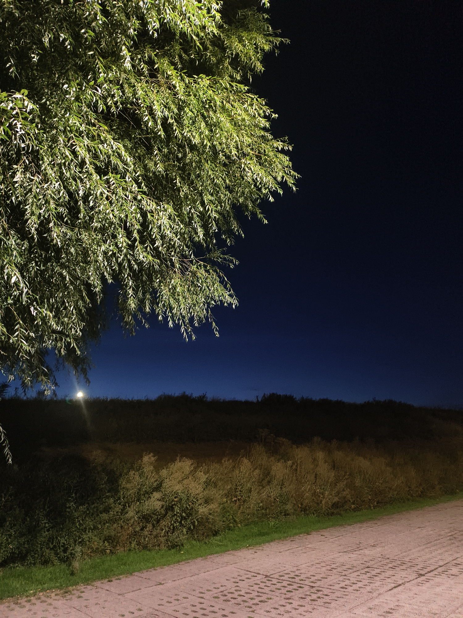 This image depicts a nighttime scene outdoors, likely on the outskirts of Tczew, Poland. In the foreground, a paved walkway with interlocking rectangular stones runs diagonally from the lower right corner towards the middle of the image. To the left of the walkway is a strip of green grass, followed by dense, overgrown vegetation including tall grasses and shrubs. In the background, a dark, silhouetted line of trees or dense brush forms a horizon against a deep blue night sky. A single light source, possibly a streetlamp or a distant building light, is visible as a bright spot above the tree line on the left side of the image, casting a faint glow. The upper left quadrant of the image is dominated by the foliage of a large tree, its leaves illuminated from below, creating a dappled pattern of light and shadow against the dark sky. The overall atmosphere is quiet and serene.