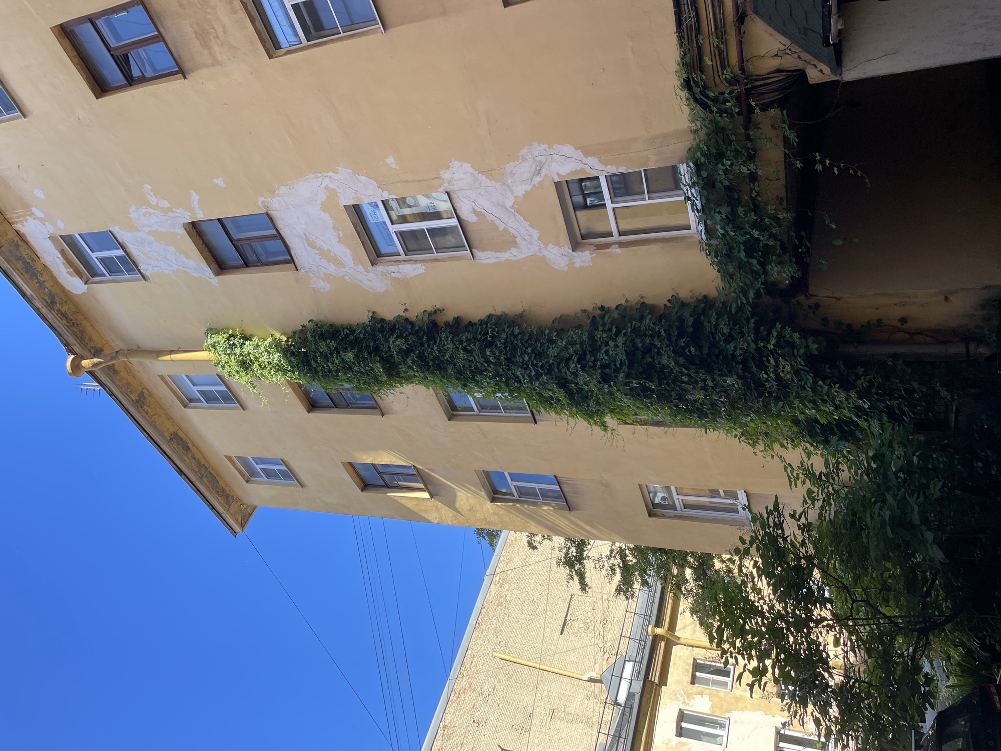 The image depicts a narrow courtyard in the city of Saint Petersburg, Russia, characterized by the architecture typical of the city's historic center. A tall, pale yellow building dominates the right side of the frame, its facade showing signs of age with patches of peeling plaster. A dense growth of dark green ivy climbs vertically along the side of this building, reaching from ground level towards the rooftop, where a yellow drainpipe is visible. Numerous rectangular windows with white frames are spaced across the building's facade.
To the left of the main building, another building is partially visible, constructed of light yellow brick. This building also has multiple windows and appears older. The sky above is a clear, bright blue. In the foreground and to the left, lush green trees and foliage create a sense of enclosure within the courtyard. A dark-colored car is partially visible at the bottom left corner of the image. The overall impression is one of a quiet, somewhat weathered urban courtyard bathed in sunlight.