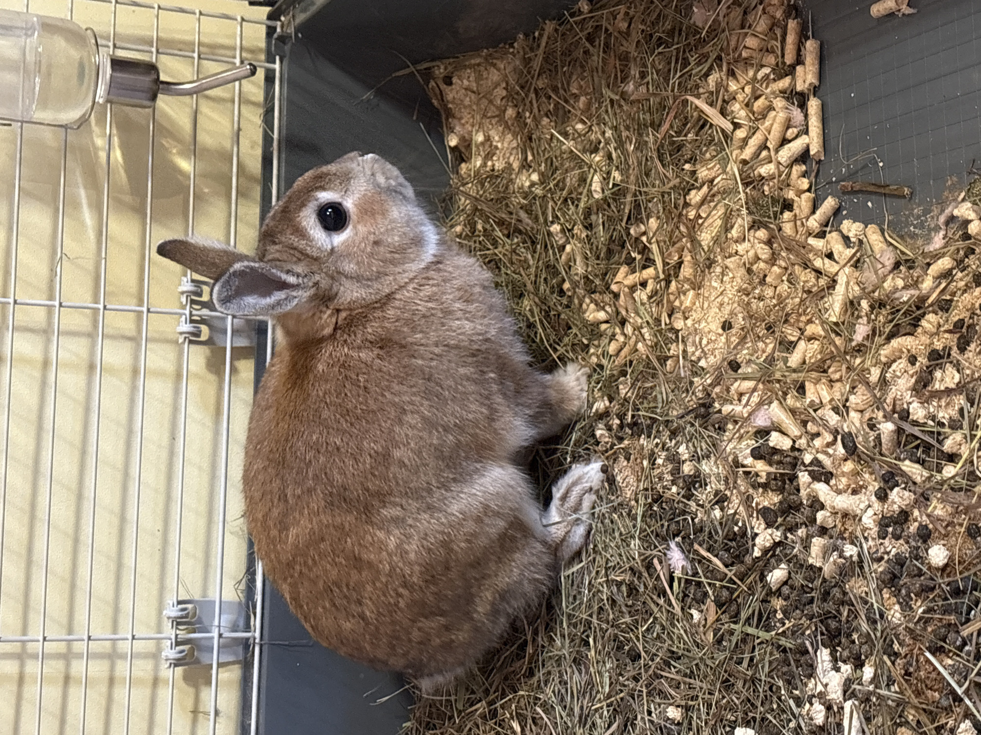 A brown rabbit sits in a cage filled with hay and pellet litter. The rabbit is positioned near the back of the cage, next to the litter. A water bottle hangs on the side of the cage. The image does not provide information about the city of Ореховка, Russia.