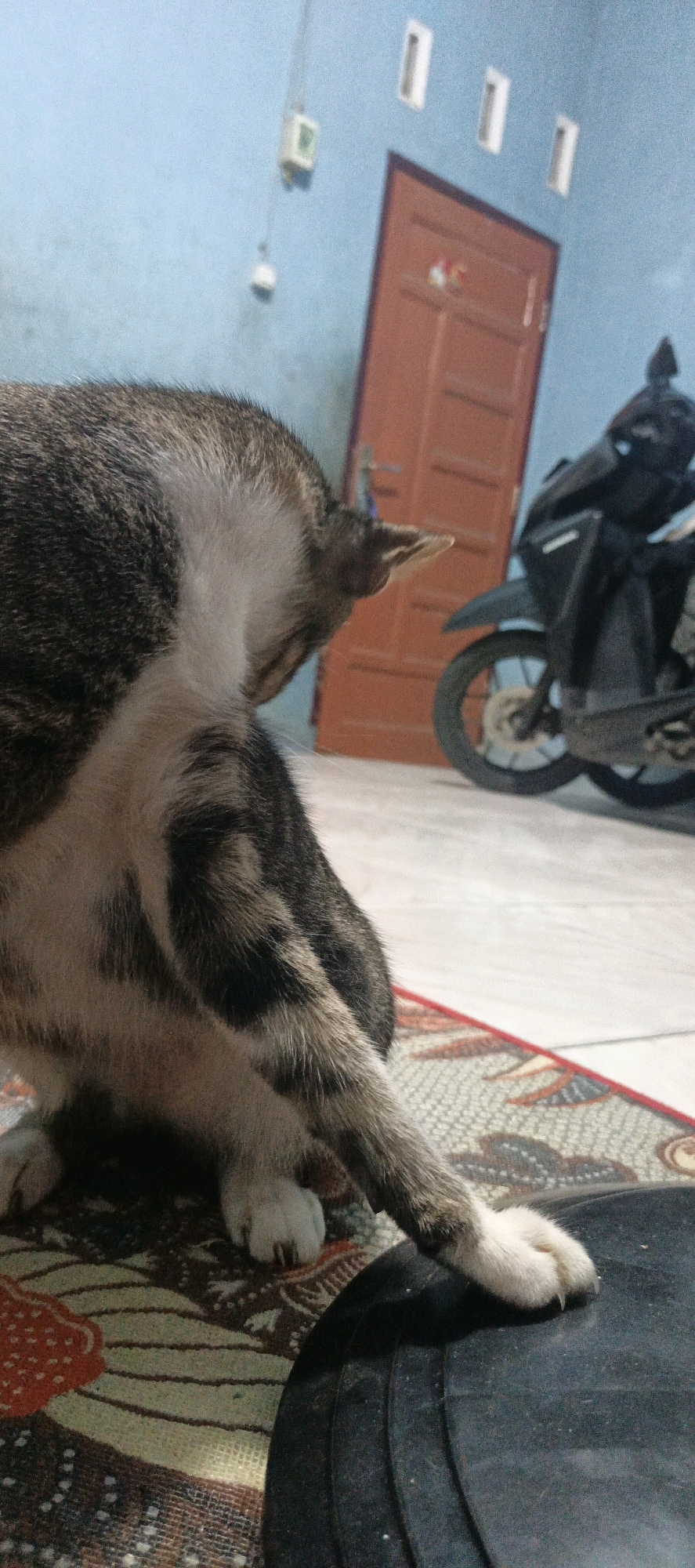 The image depicts a tabby cat grooming itself in an indoor setting. The cat is positioned in the foreground, with its hindquarters and hind leg prominently displayed. Its fur is a mix of gray, black, and white, with distinct tabby markings. The cat's paw is extended, resting on a black, circular object. In the background, a reddish-brown door is visible, with a small, decorative element on its surface. To the right of the door, a black motorcycle is parked, with its wheel and part of its body visible. The wall behind the door and motorcycle is painted light blue and has a few small, rectangular vents. The floor appears to be tiled, with a patterned rug partially visible beneath the cat. The lighting suggests an indoor environment, possibly during daylight hours. The overall scene suggests a domestic setting within a city like Pematang Siantar, Indonesia, where motorcycles are a common mode of transportation and cats are frequently kept as pets.