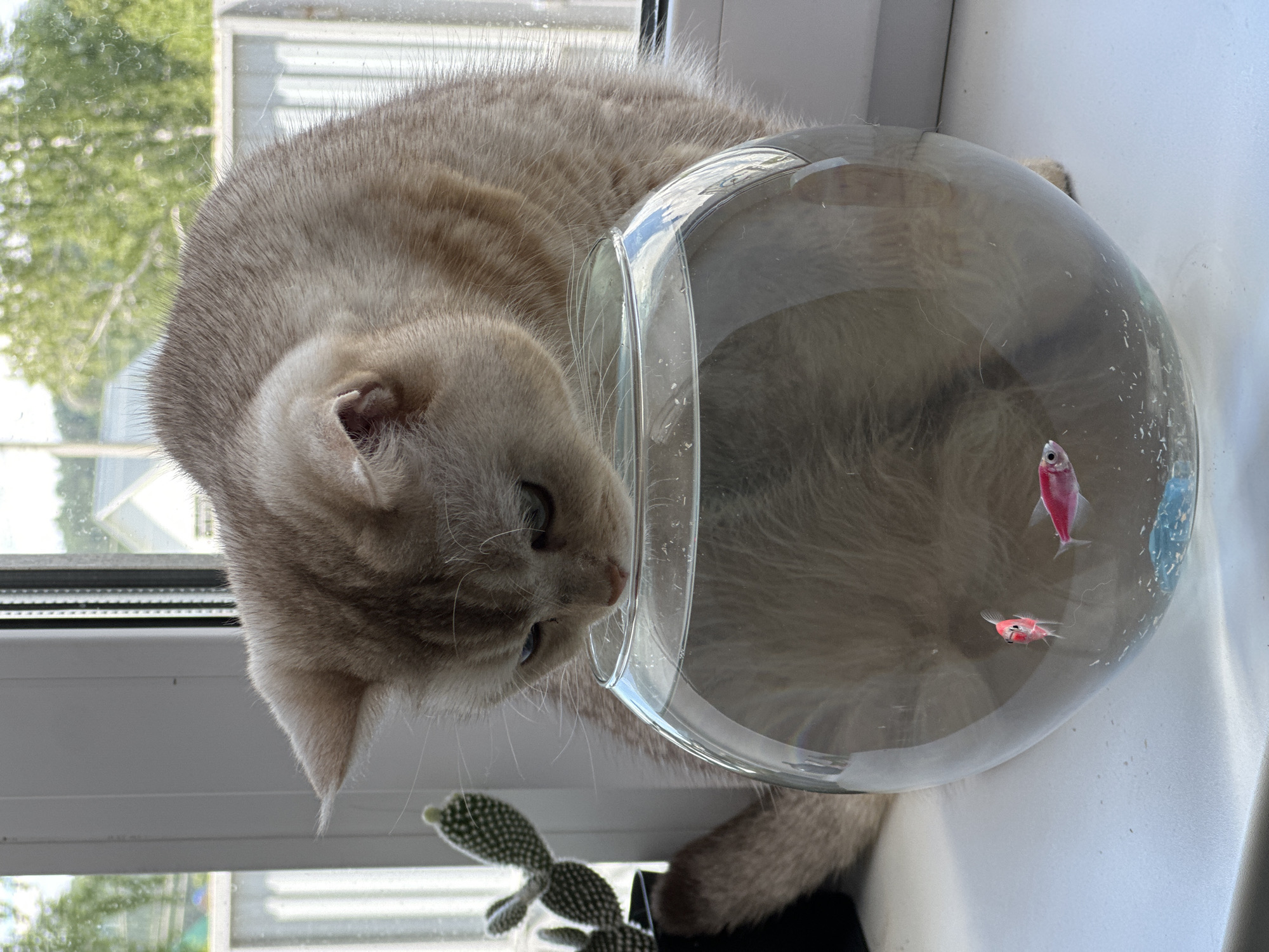 A light-colored, short-haired cat is captured in a moment of intense curiosity, leaning over a clear, round glass fishbowl to observe two small, bright pink fish swimming inside. The cat, with subtle tabby markings and blue-grey eyes, has its head lowered close to the water's surface, its nose nearly touching the rim of the bowl. Its body and tail are visible, resting on a white windowsill.
The fishbowl contains two vibrant pink fish, likely GloFish tetras, which are swimming calmly within the water. The glass bowl reflects ambient light and blurred shapes from its surroundings.
The setting is an indoor space, specifically a bright white windowsill. Outside the window, lush green foliage and trees are visible, suggesting a natural outdoor environment. The strong, natural light illuminating the scene indicates it is daytime, possibly a sunny morning or afternoon. To the left of the fishbowl and partially obscured by the cat's head, a small potted cactus, identified as an Opuntia microdasys (rabbit ear cactus), adds another element to the windowsill arrangement. The image conveys a sense of quiet observation and the natural interplay between pets and their environment. No text is visible in the image.