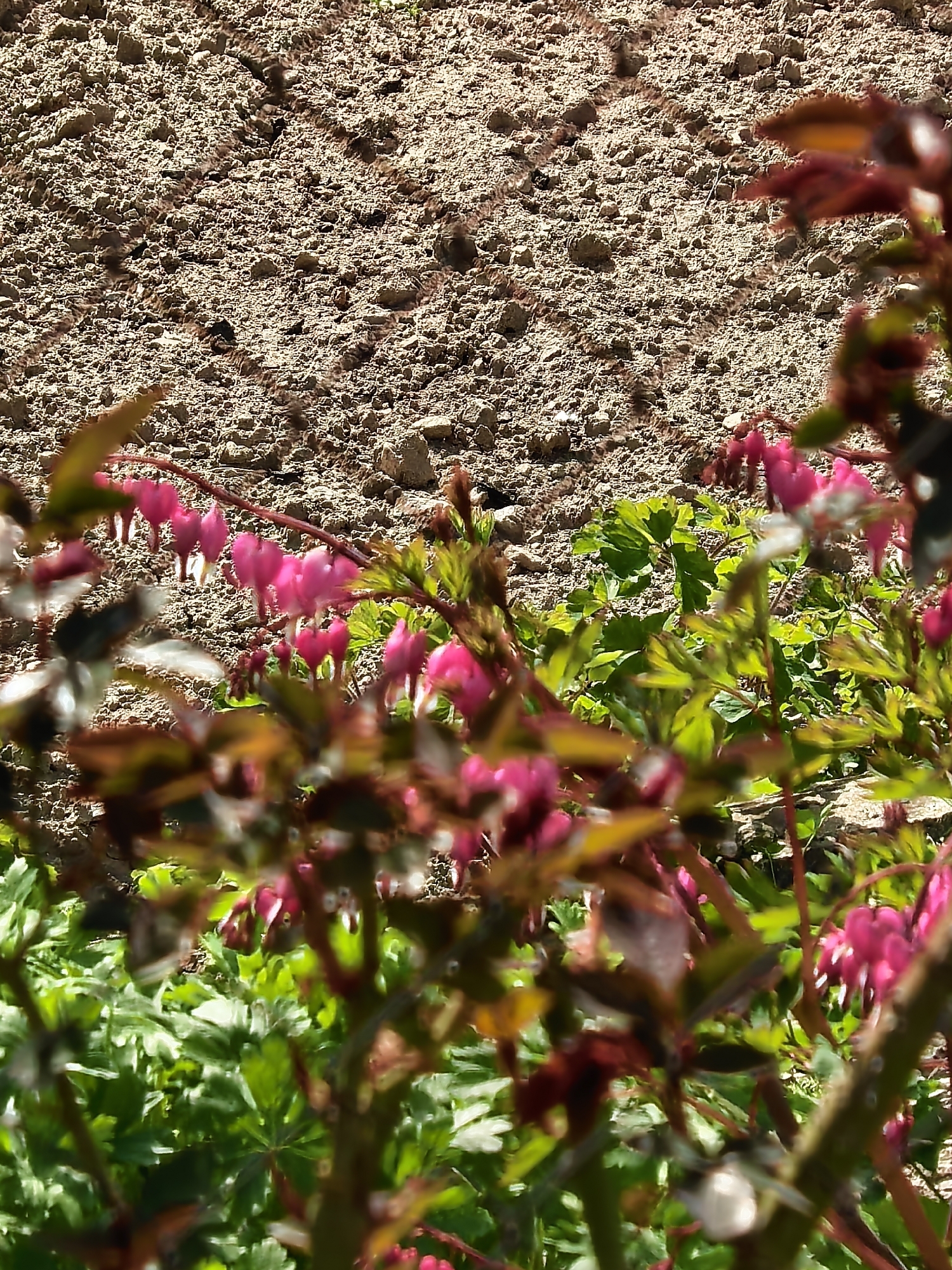 The image shows a close-up of bleeding heart flowers blooming in front of a dirt background. The flowers are pink and heart-shaped. Green foliage is visible around the flowers. The dirt background appears dry and cracked.