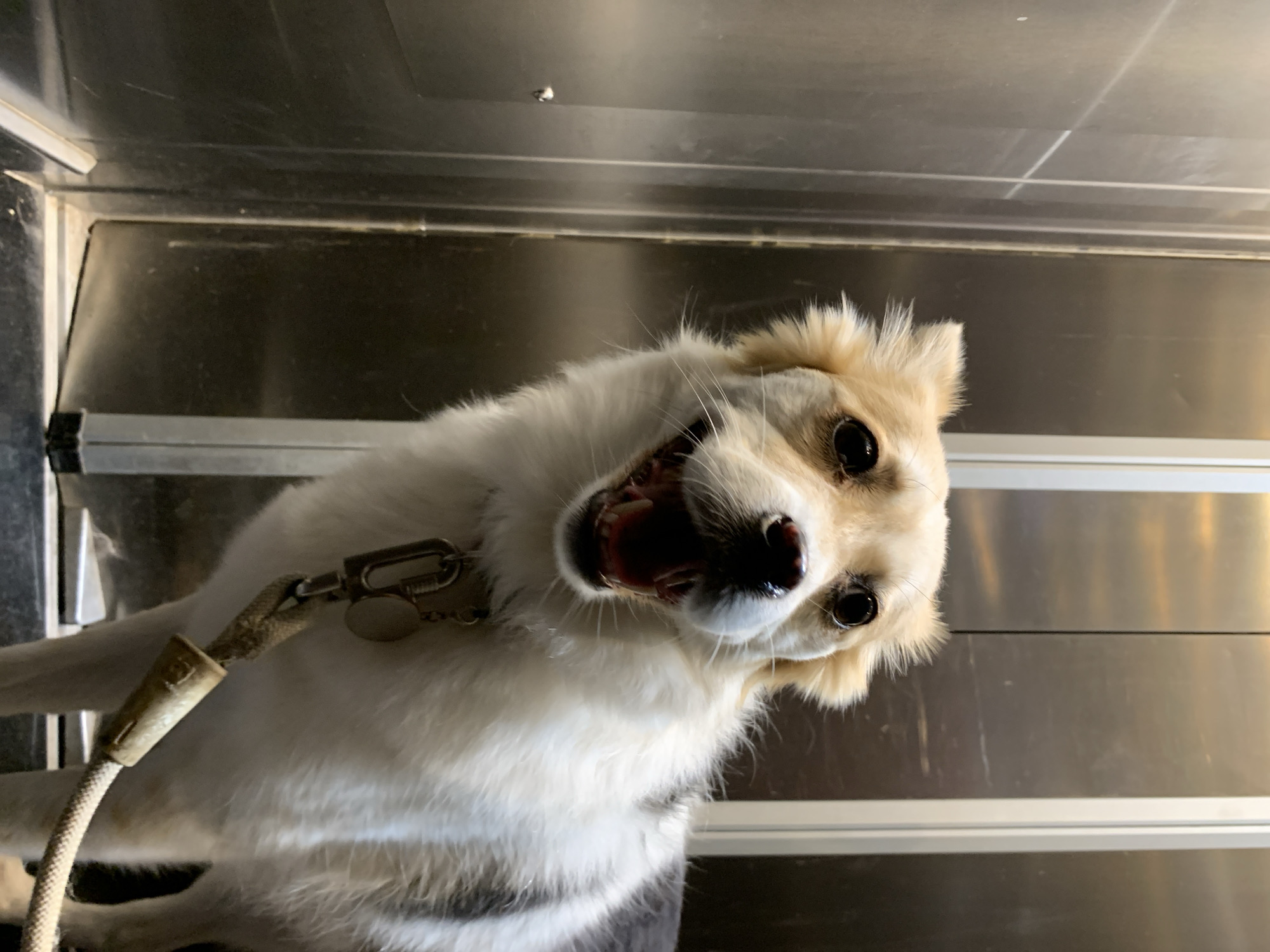 The image depicts a medium-sized dog with white and tan fur, wearing a collar and leash, inside a metal enclosure, possibly a grooming or veterinary setting. The dog is looking directly at the camera with an open mouth. The background consists of brushed metal panels. There is no information to indicate that the scene is in Tel-Aviv, Israel, or any other specific location.