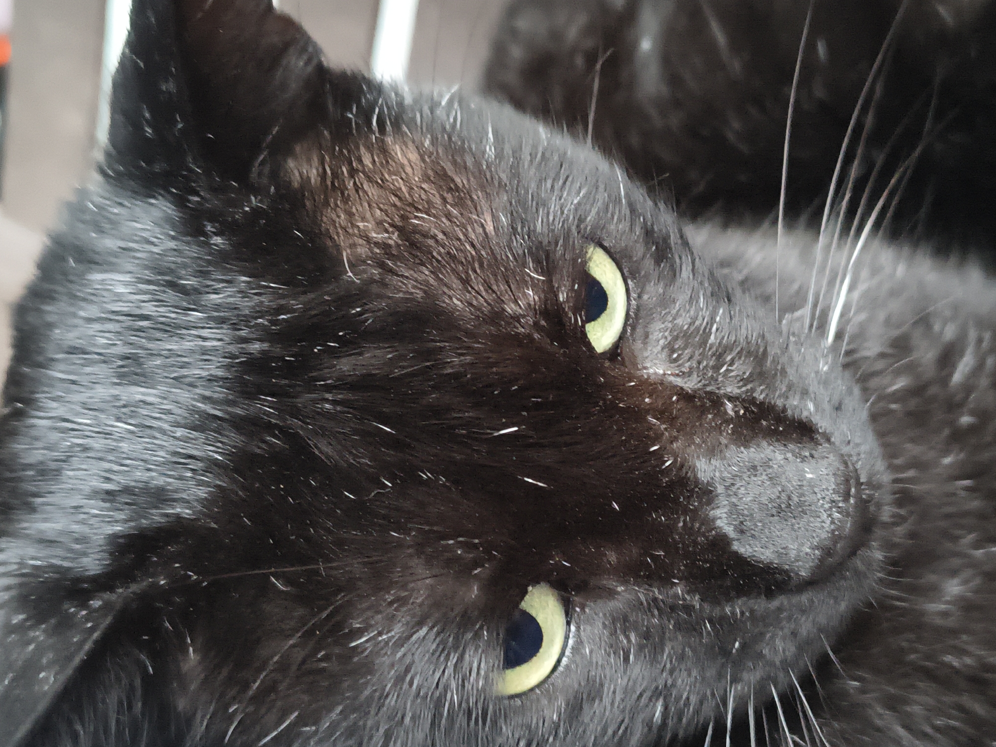 This is a close-up, head-on shot of a black cat. The cat's eyes are a bright yellow-green and are looking downwards. The cat's fur is dark black and appears slightly dusty or matted in places, with some lighter colored hairs scattered throughout, particularly on its face. The cat's whiskers are long and white. The background is out of focus and appears to be an indoor setting with a suggestion of horizontal blinds or slats. There are no humans or any other animals visible. The image does not provide any information about the location in Haini, India.