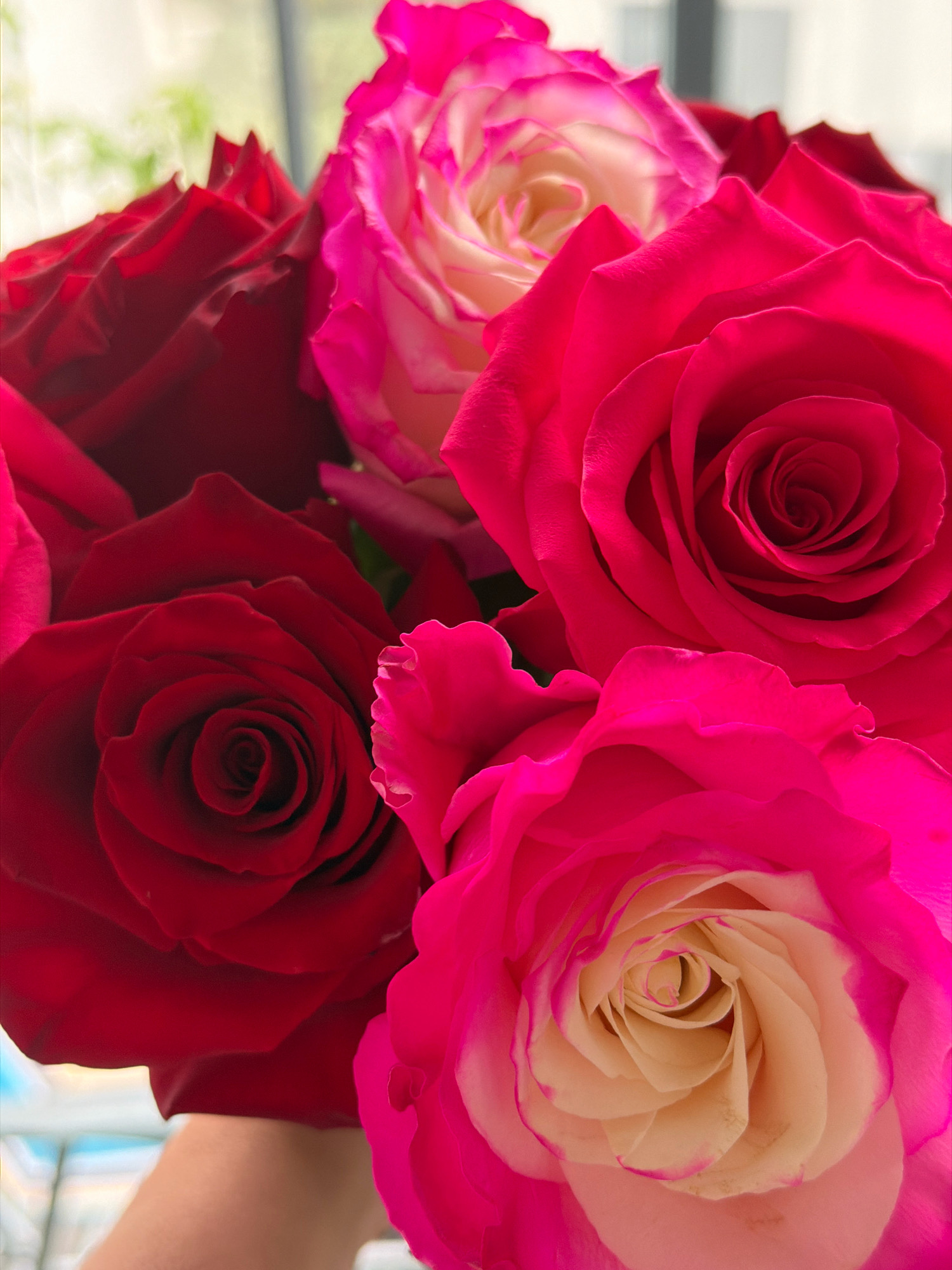 This is a close-up, top-down, vertical shot of a bouquet of roses. The bouquet features a mix of deep red roses and vibrant pink and white bi-color roses. The petals are layered and tightly furled in the center, opening outward. The background is softly blurred, showing hints of a light-colored wall or window, suggesting an indoor setting. There is a hand visible at the bottom holding the bouquet. The image does not contain any information that would allow for the determination of its location in Wrocław, Poland.