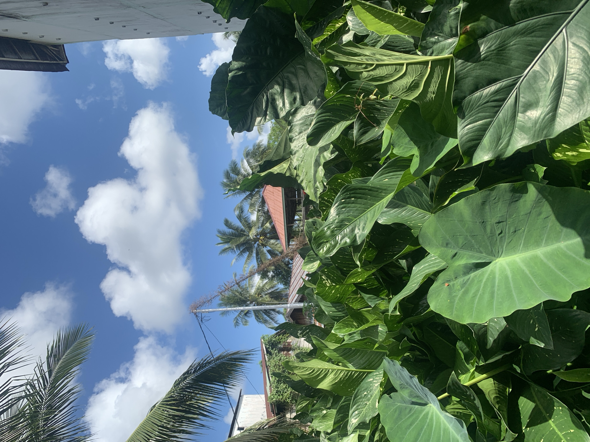 The image depicts a lush, green tropical environment with a clear blue sky dotted with white clouds. In the foreground, large, glossy green leaves of tropical plants dominate the scene, creating a dense canopy. In the background, several structures are visible, including a building with a white exterior and a dark roof, and other buildings with corrugated metal roofs. Palm trees with their characteristic fronds are scattered throughout the landscape, suggesting a warm, humid climate. A small red-roofed gazebo or shelter can be seen among the trees. Electrical wires are strung between poles, indicating the presence of infrastructure. The overall impression is one of a tropical setting in or around Kuala Pembuang, Indonesia, likely a residential or semi-rural area, characterized by abundant vegetation and typical tropical architecture.
