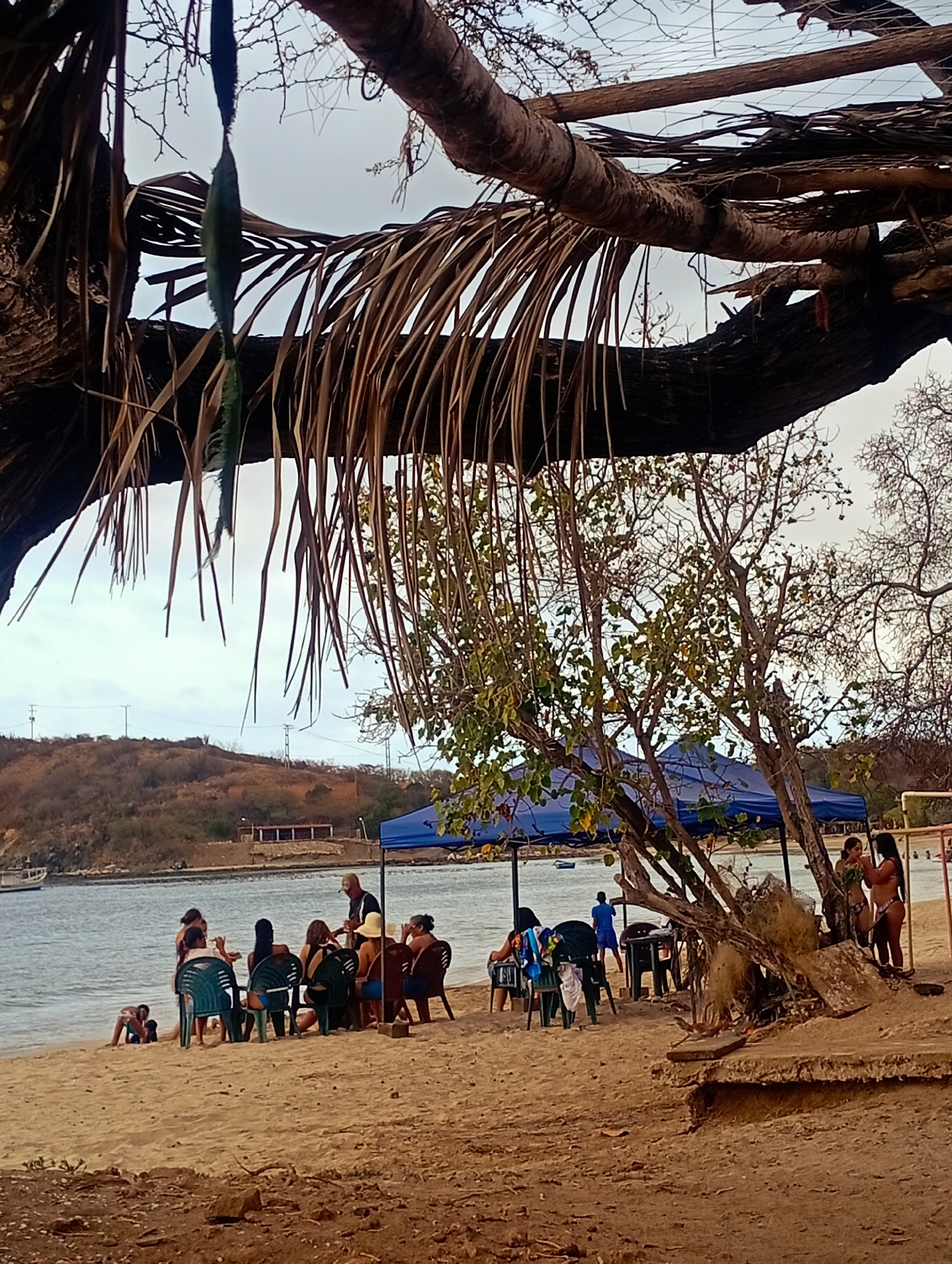 The image captures a beach scene in Pedro González, Venezuela. In the foreground, a sandy beach is partially shaded by a large tree branch with hanging dried palm fronds and a green decoration. A group of people are gathered under a blue canopy. Some are seated in green plastic chairs around a table, while others are standing. People appear to be interacting. Some of them are wearing swimsuits. In the background, there's a body of water, possibly a bay or inlet, with a distant shoreline featuring low hills and structures.