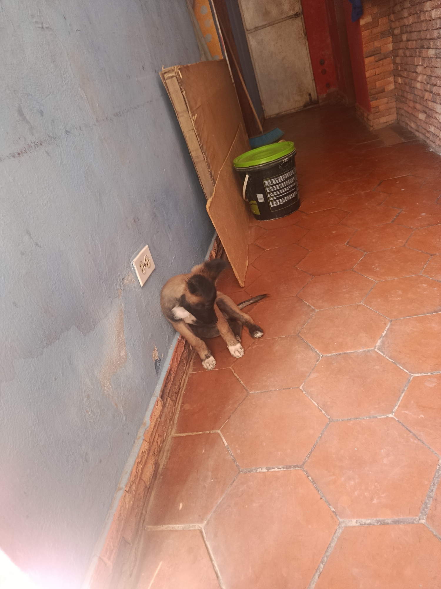 A tan and brown puppy sits on a brown hexagonal-tiled floor against a blue wall with a brick border, in Juan Griego, Venezuela. The puppy is positioned near a white electrical outlet and a leaning piece of cardboard, with a green and black bucket nearby. The background includes a partially visible doorway and a brick wall section. The puppy appears to be grooming itself, licking its leg.