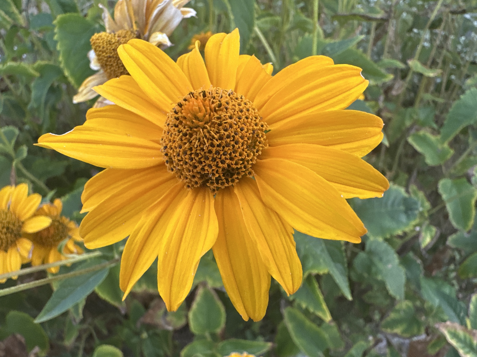 A close-up, high-angle shot captures a vibrant yellow daisy in full bloom, its petals fanned outwards. The flower's center is a dense cluster of tiny brown florets. To the left and behind, another daisy, partially faded, is visible. The background consists of lush green foliage, suggesting an outdoor setting. The image does not contain any people or specific landmarks that would allow for the identification of its location within Kyiv, Ukraine.