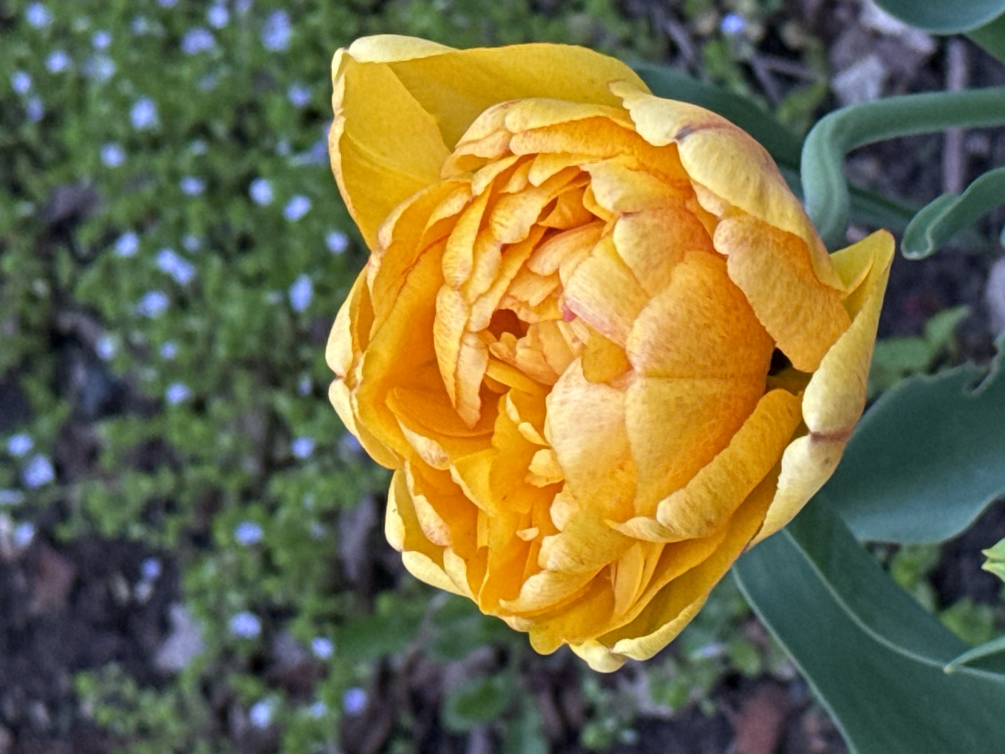A close-up, high-angle shot focuses on a yellow tulip in full bloom. The flower's petals are densely packed and ruffled, creating a layered effect with varying shades of yellow. To the left, the background is a blur of green and hints of blue, likely other plants or ground cover. A green stem and foliage extend from the right side of the tulip. The photograph was taken in Chaikovsky, Russia.
