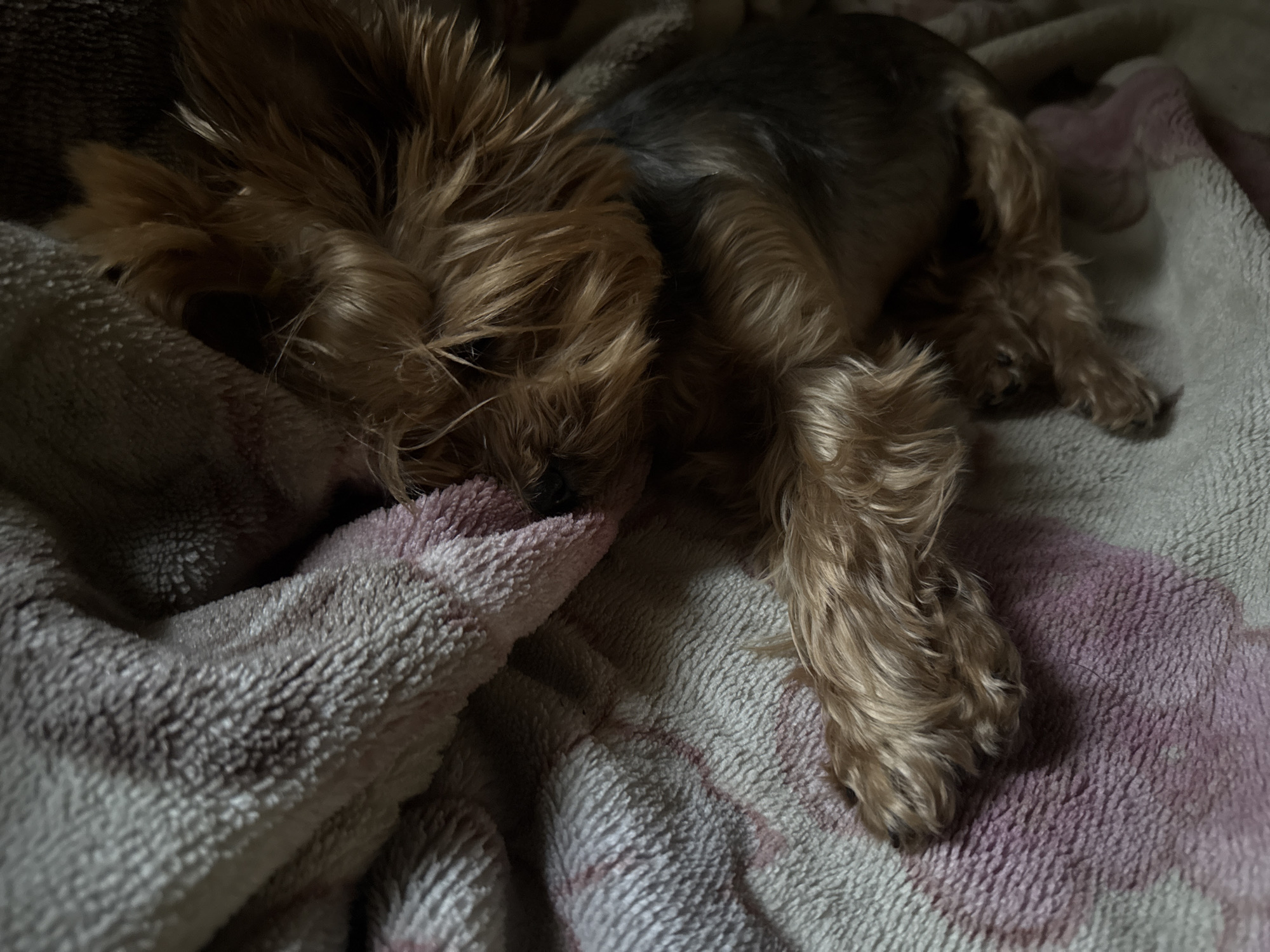 A small, tan and black Yorkshire Terrier is sleeping curled up on a soft, patterned blanket. The dog's head is tucked into its body, and its paws are resting on the blanket. The blanket is pink and white with a textured, fluffy surface. The lighting is dim, suggesting it may be indoors. The scene appears to be a peaceful and comfortable resting place for the dog. There is no identifiable location in Valky, Ukraine within this image.