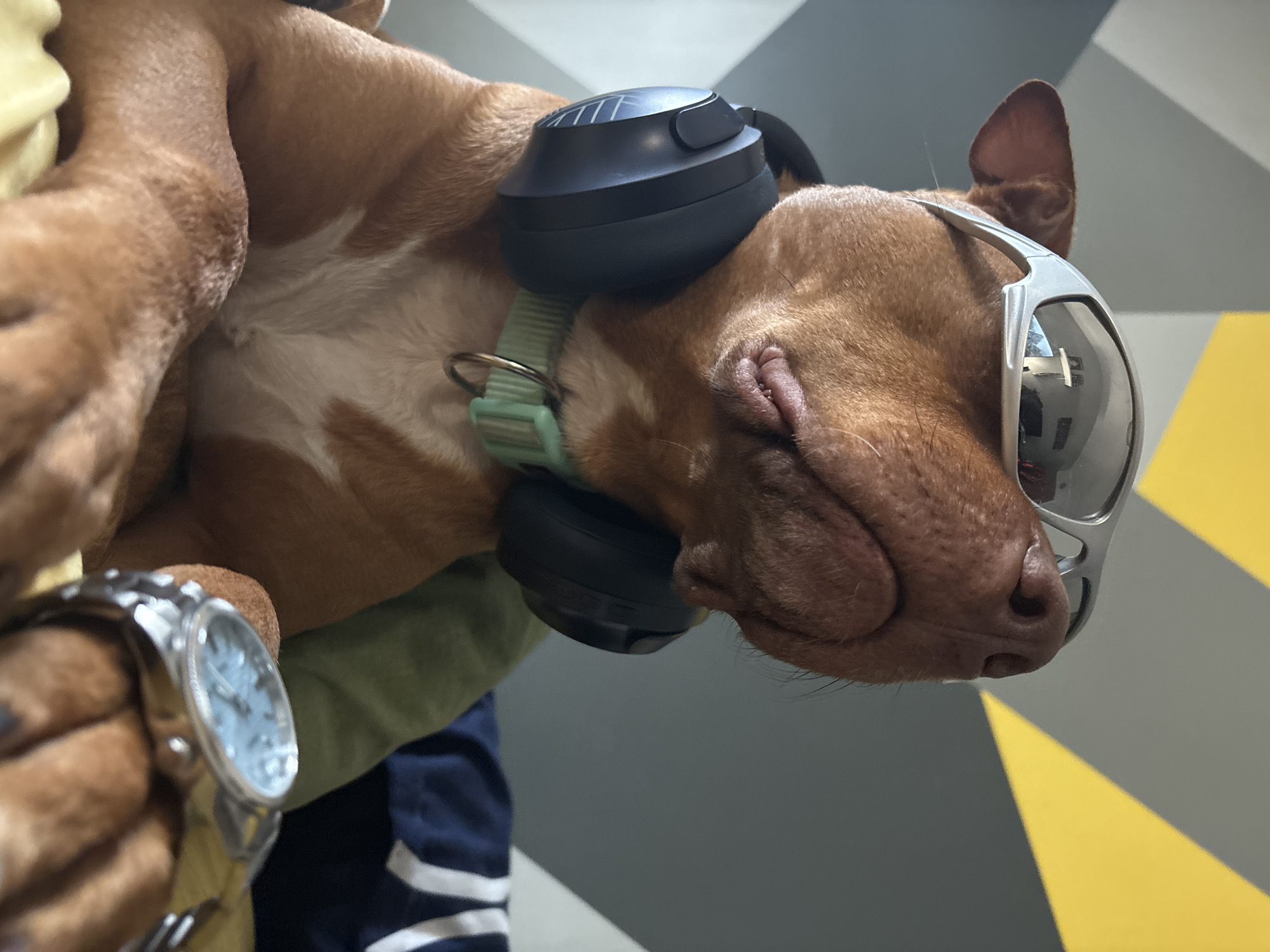 A brown pit bull-type dog with white markings on its chest is being held. The dog is wearing silver sunglasses and black headphones. A person wearing a watch is holding the dog, and they are wearing a yellow top and a navy blue and white striped bottom. The background is a wall with yellow and gray triangles. The location is an interior setting, possibly in Sofia, Bulgaria.