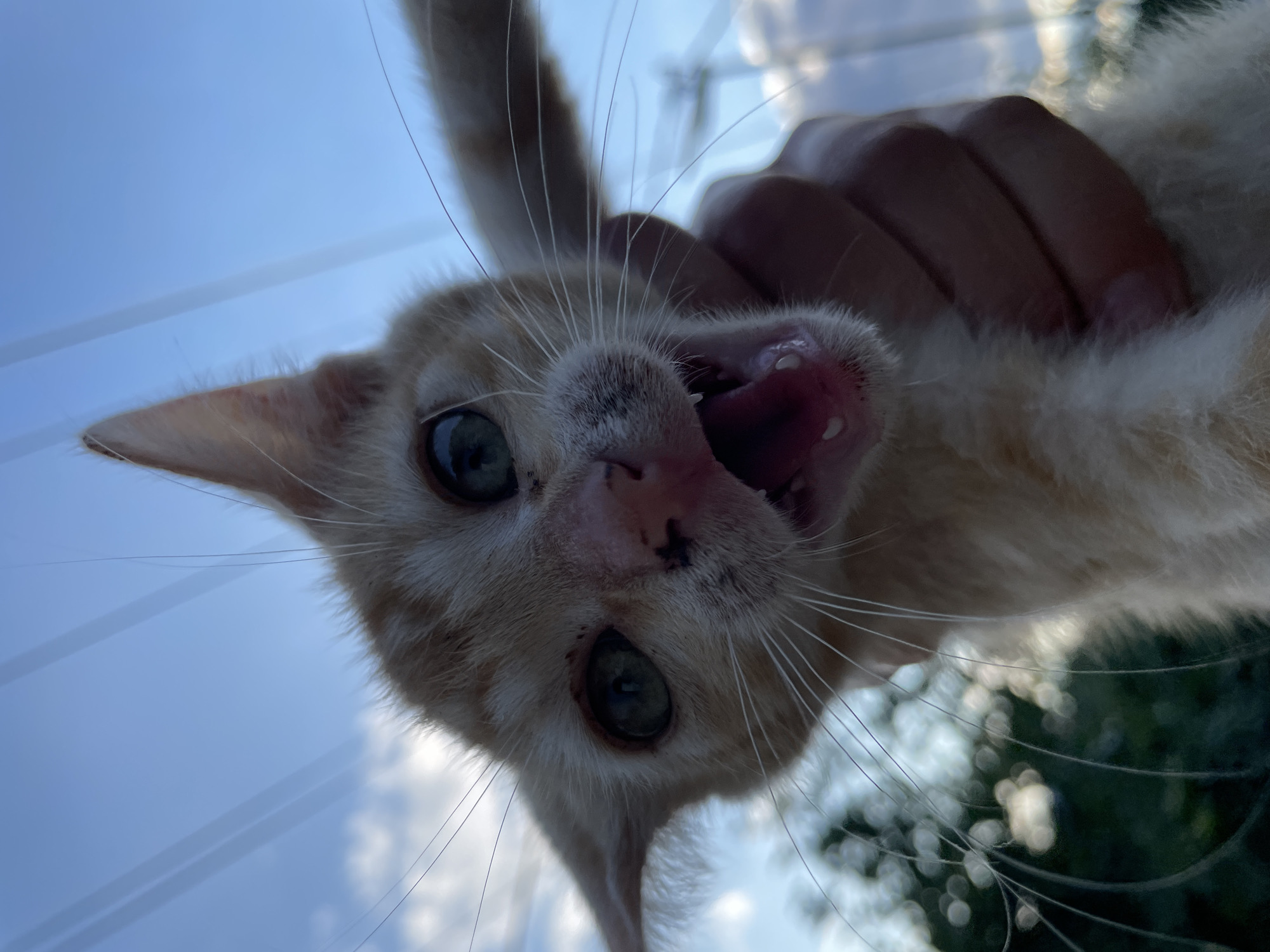 A close-up, low-angle shot captures an orange kitten held by a hand against a backdrop of a pale blue sky with scattered clouds and blurred green foliage. The kitten's mouth is wide open, revealing its teeth and pink tongue, and its eyes are wide open and looking directly at the camera. Its whiskers are long and prominent. A portion of a hand is visible, holding the kitten around its neck. The scene appears to be outdoors. There is no specific indication of Zlatograd, Bulgaria.